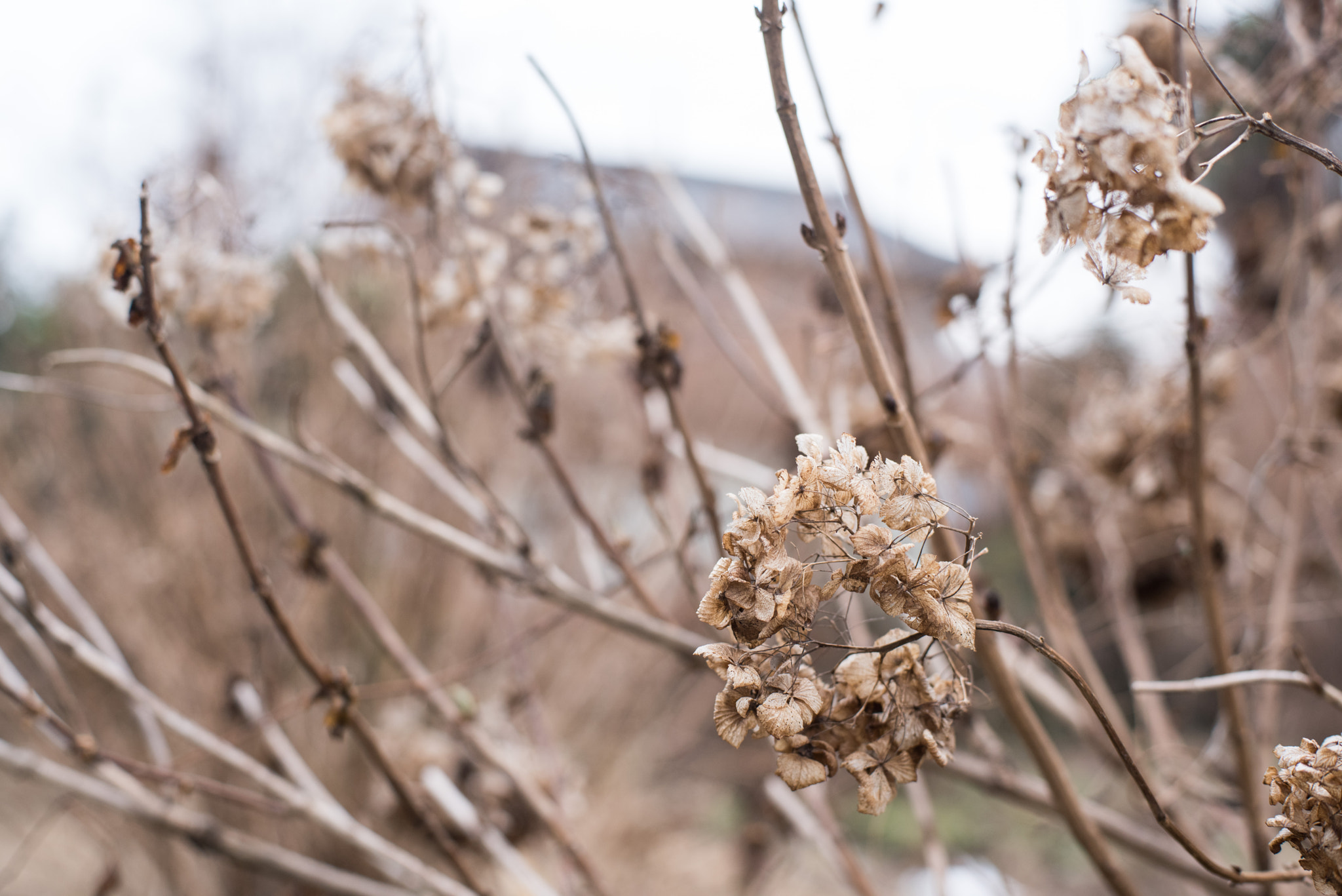 Nikon D810 sample photo. Dried hydrangea photography