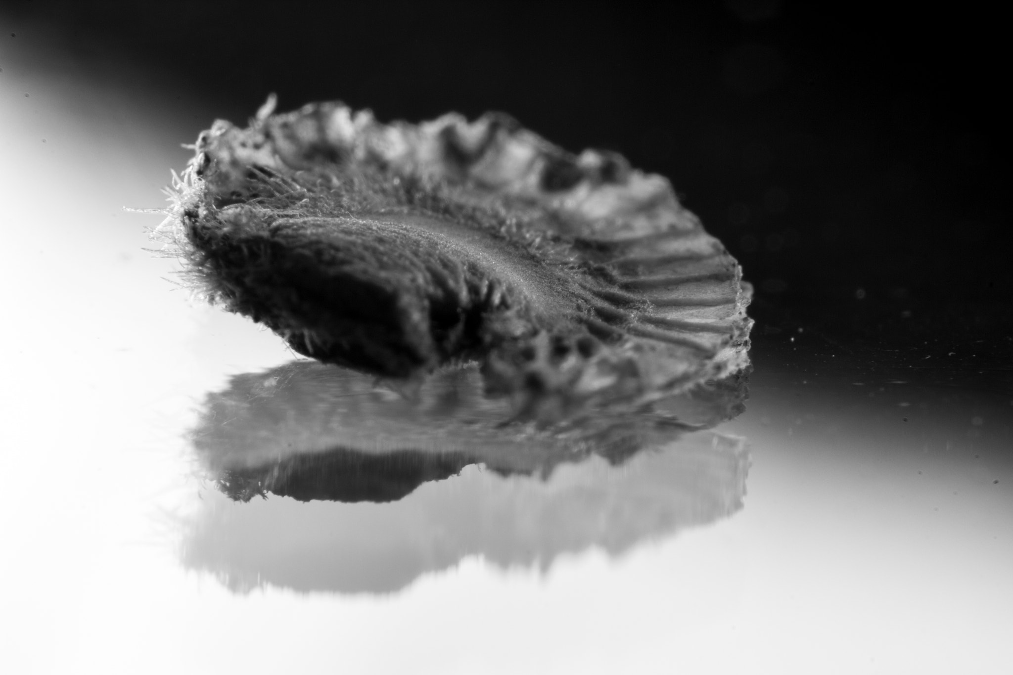 Canon EF 16-35mm F2.8L II USM sample photo. Seed 13 photography