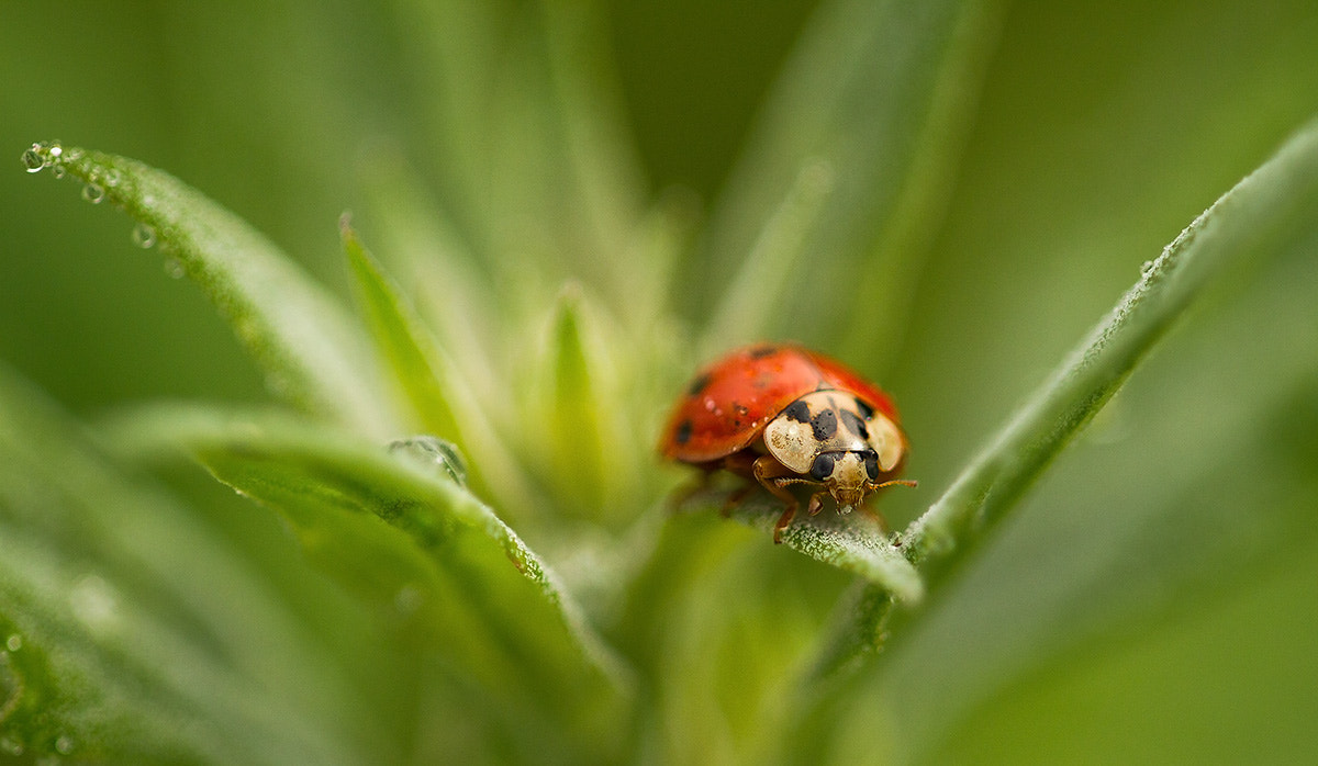 Sigma APO Macro 150mm f/2.8 EX DG HSM sample photo. Ladybug photography