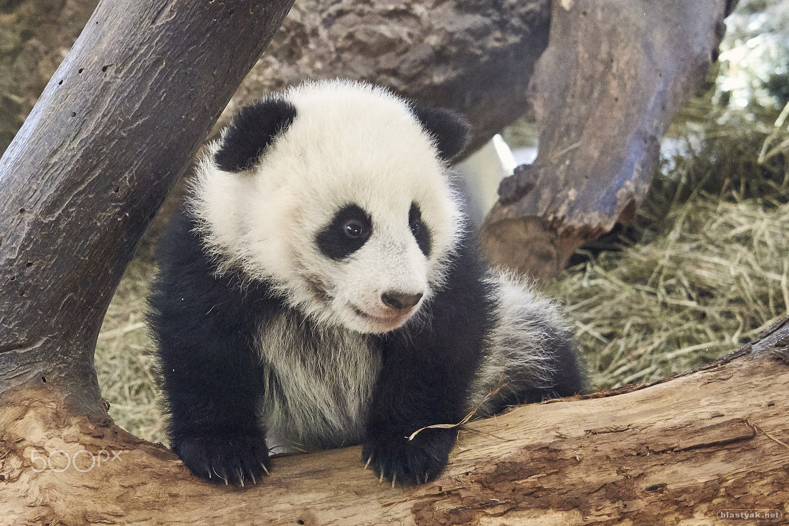 Nikon D750 sample photo. Young panda bear @ schoenbrunn photography