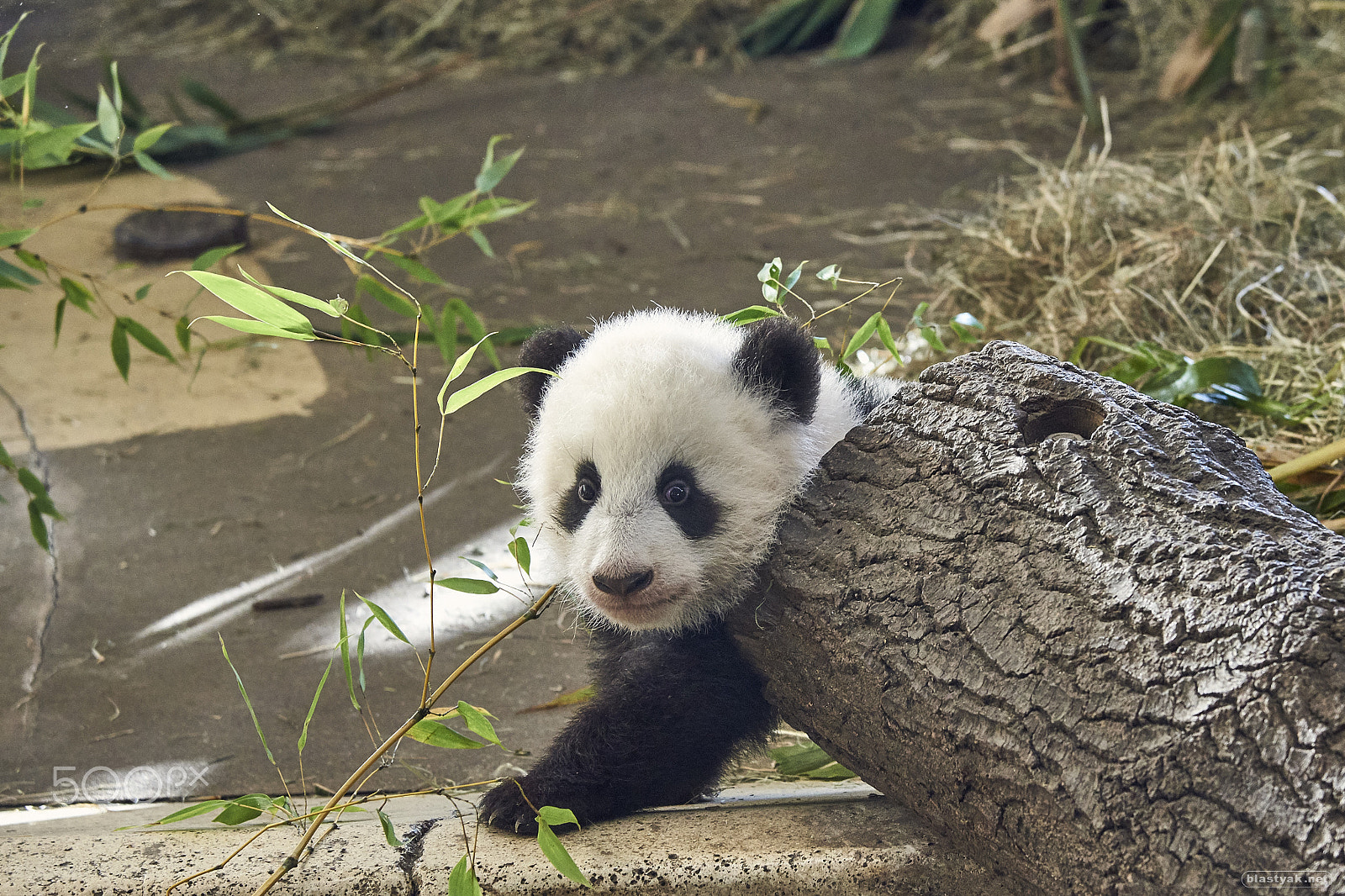 Nikon D750 sample photo. Young panda bear @ schoenbrunn photography