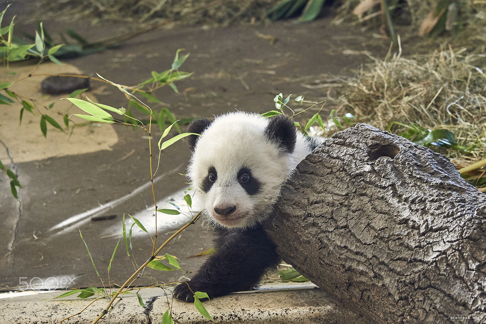 Nikon D750 + Nikon AF-S Nikkor 24-120mm F4G ED VR sample photo. Young panda bear @ schoenbrunn photography