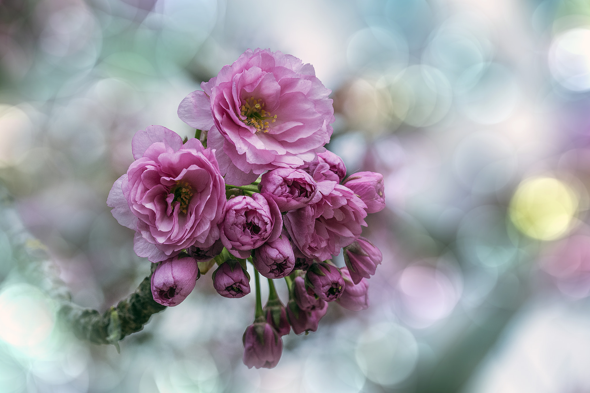 Sigma 105mm F2.8 EX DG OS HSM sample photo. Springtime memories 3 photography