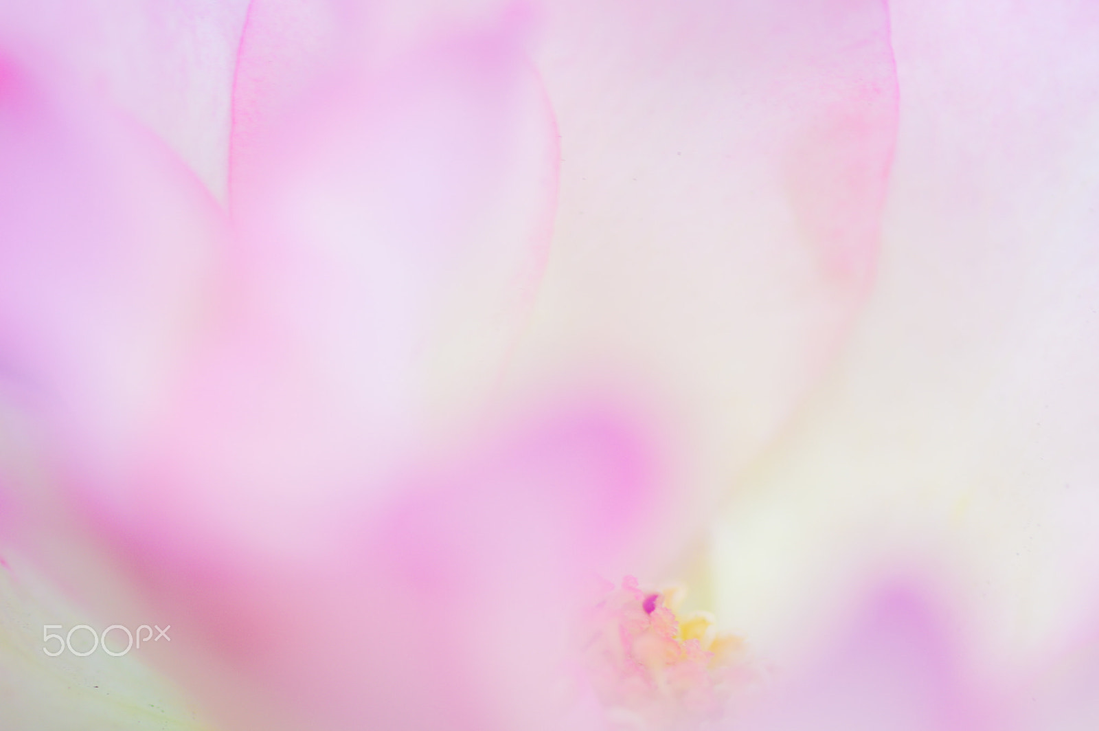 Pentax smc D-FA 100mm F2.8 Macro WR sample photo. Cosmos photography