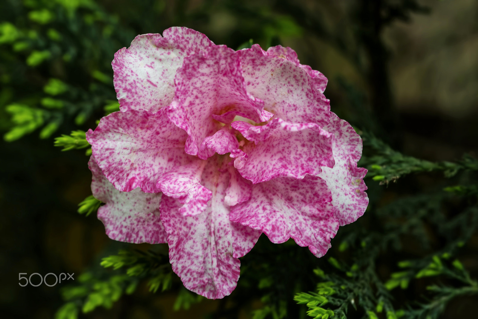 Nikon D800E + AF Micro-Nikkor 55mm f/2.8 sample photo. Açelya (rhododendron)... photography