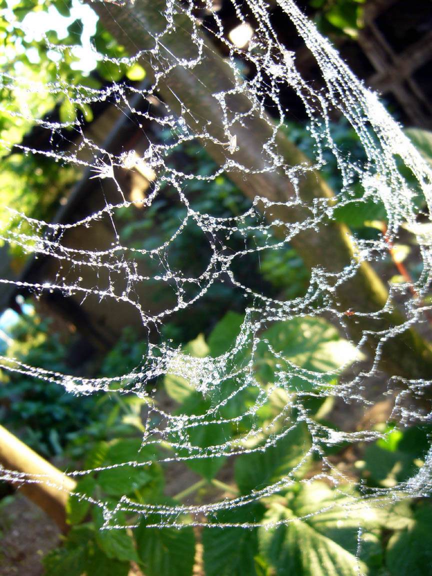 Panasonic DMC-LS2 sample photo. Spider web photography