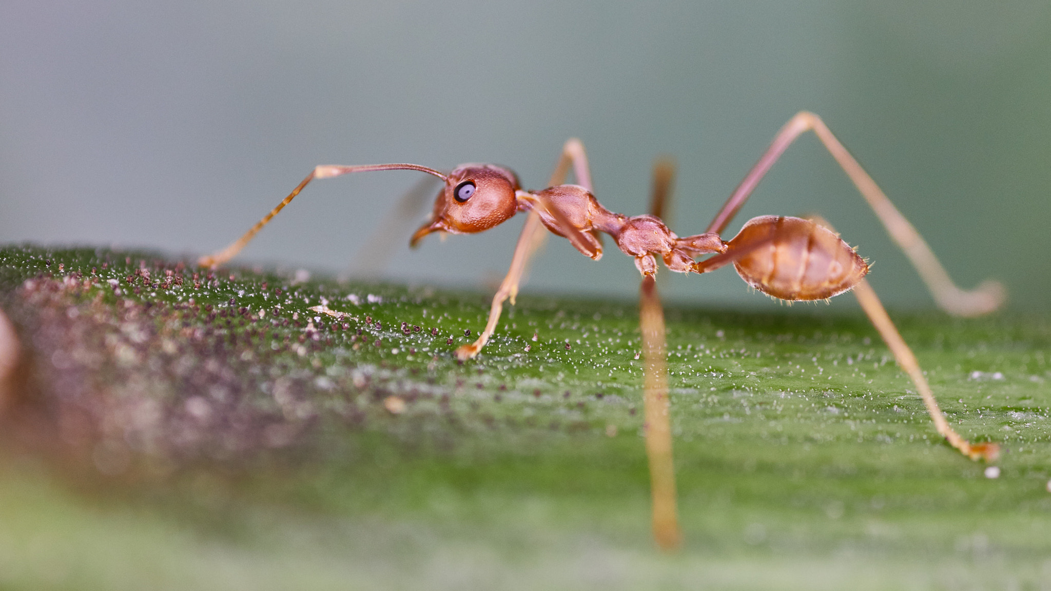 Canon EOS 5D Mark IV + Canon MP-E 65mm F2.5 1-5x Macro Photo sample photo. Ant photography