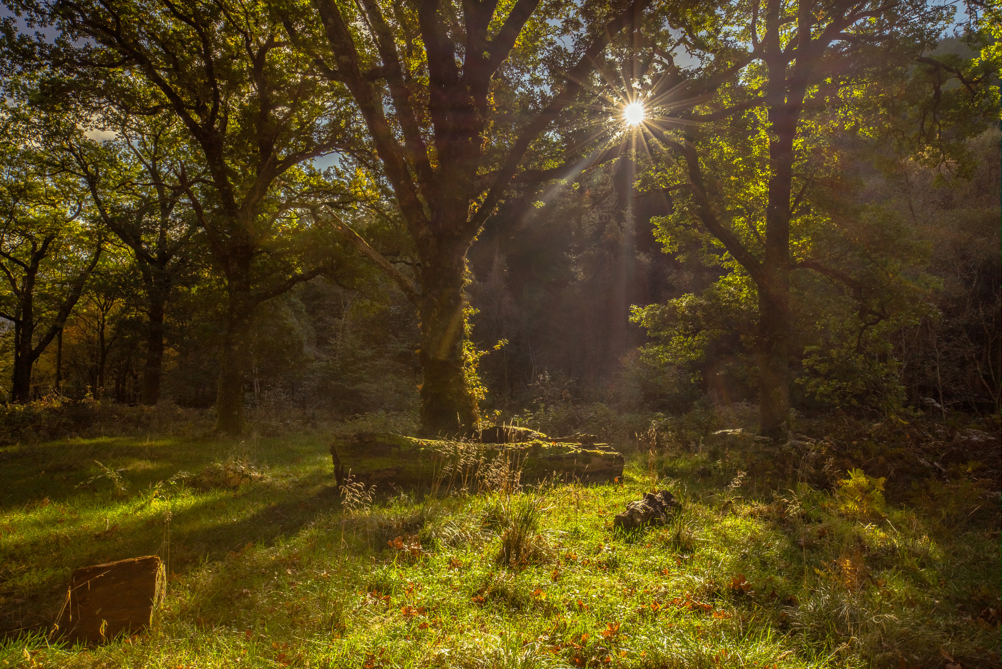 Sony a7R sample photo. In the wood photography