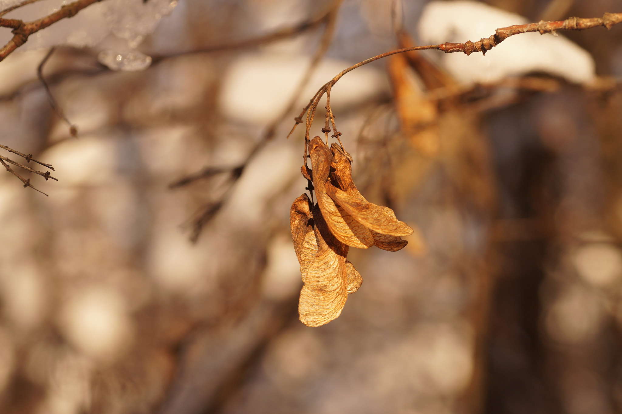 Sony SLT-A58 + Minolta AF 50mm F3.5 Macro sample photo