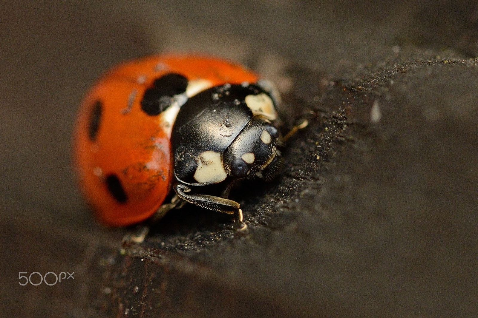Nikon D800 sample photo. Ladybug on the fence photography