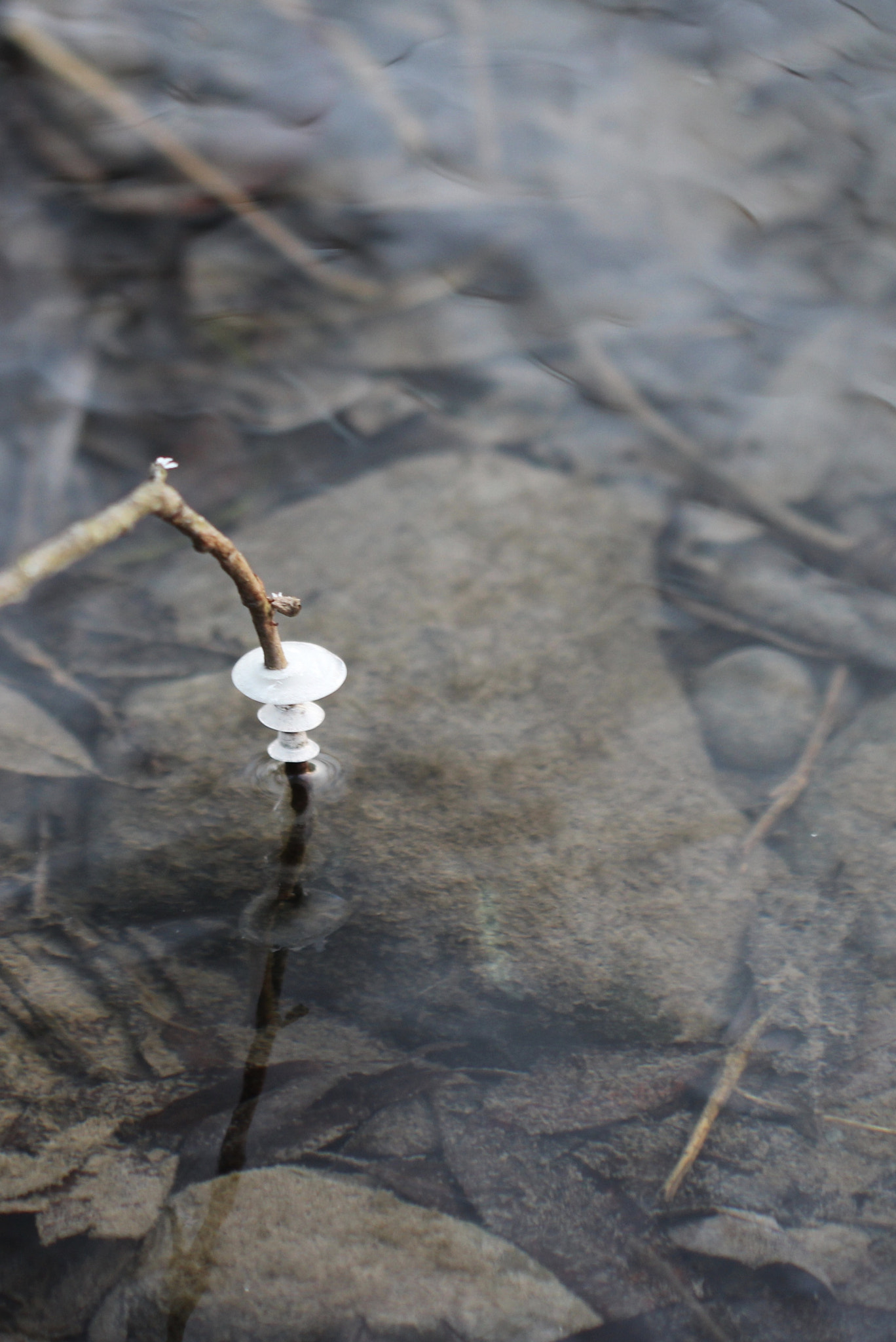 Canon EOS 650D (EOS Rebel T4i / EOS Kiss X6i) sample photo. Ufo in nature photography