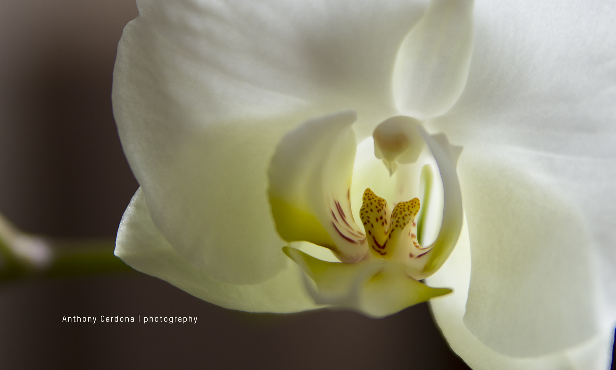 Canon EOS 600D (Rebel EOS T3i / EOS Kiss X5) + Tamron AF 28-75mm F2.8 XR Di LD Aspherical (IF) sample photo. Orchid's heart photography