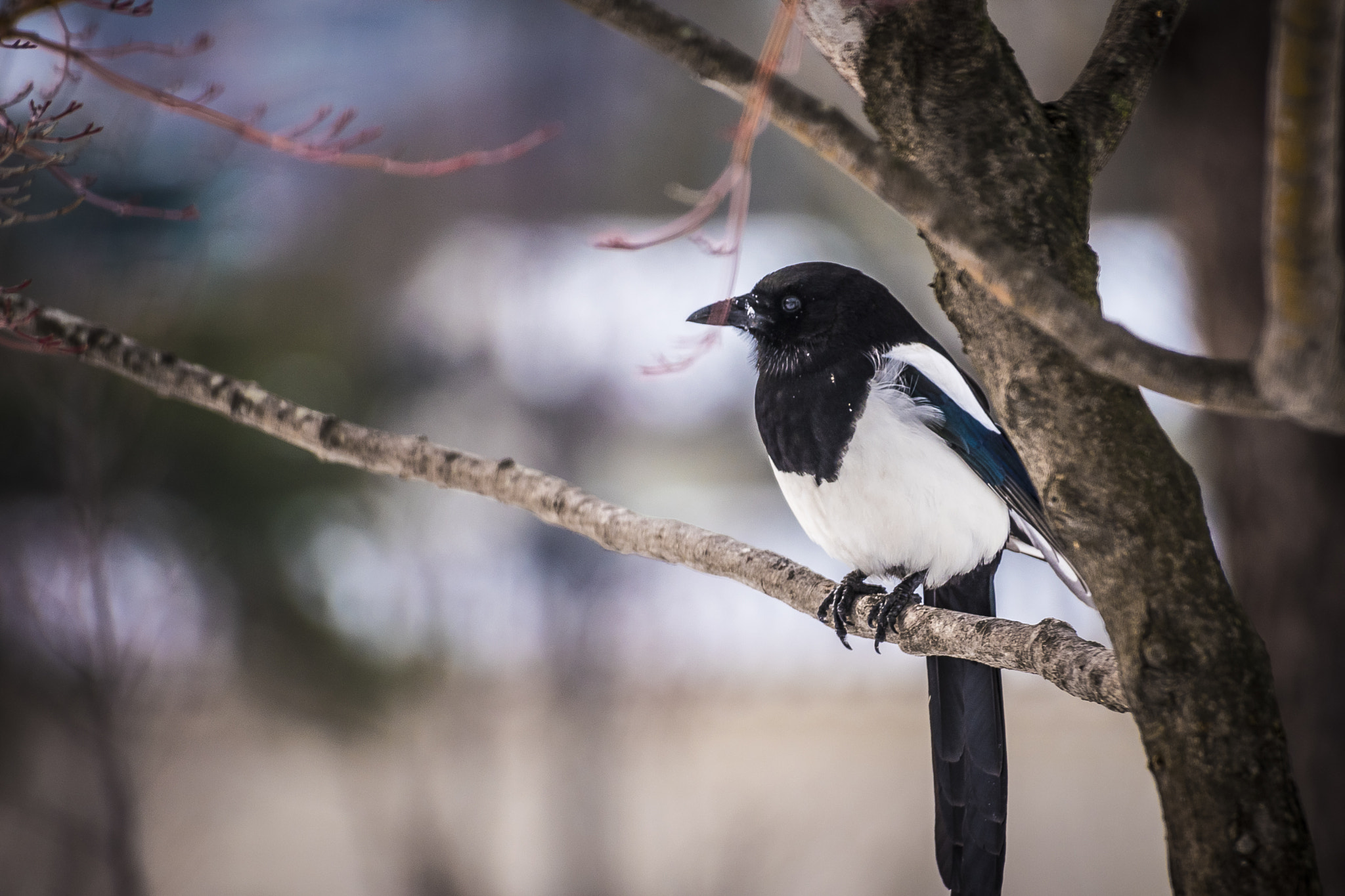 Sigma 70-300mm F4-5.6 APO DG Macro sample photo. "sie ist fett und doch so hold" photography