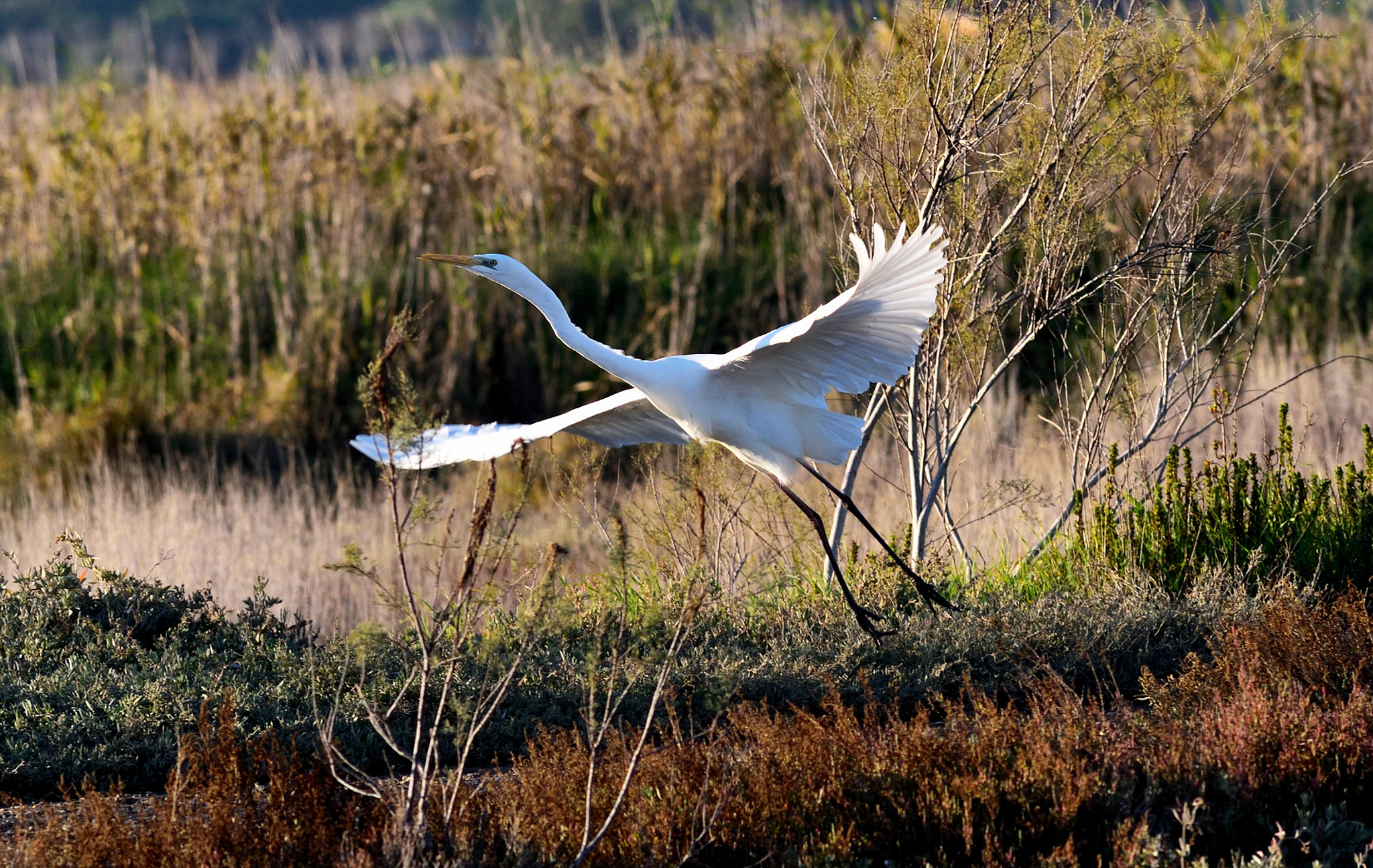 Nikon D750 + AF Nikkor 300mm f/4 IF-ED sample photo. Airone bianco photography