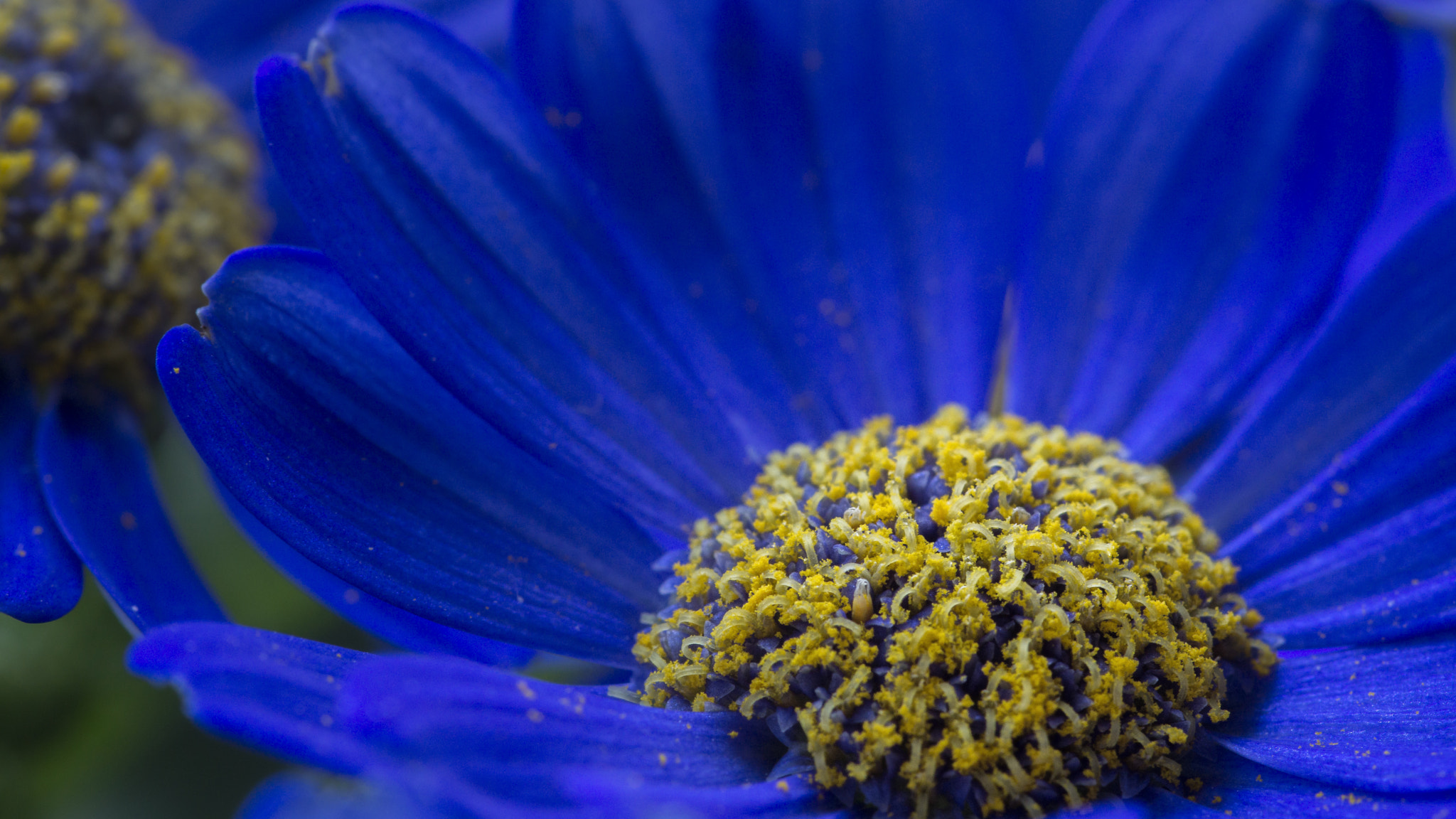 105mm F2.8 sample photo. Blue flower photography