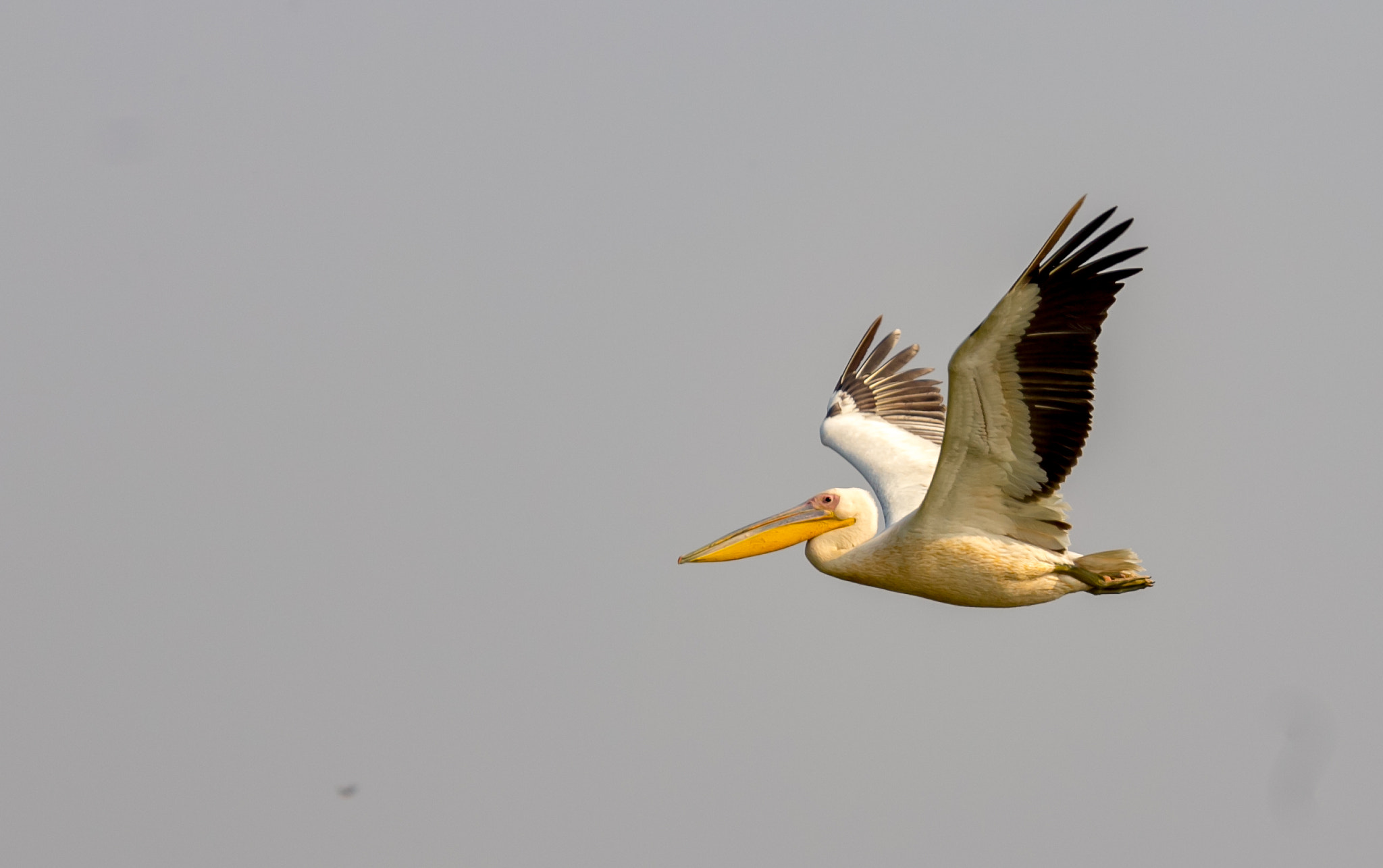 Canon EOS 60D sample photo. Pelican_flying1 photography