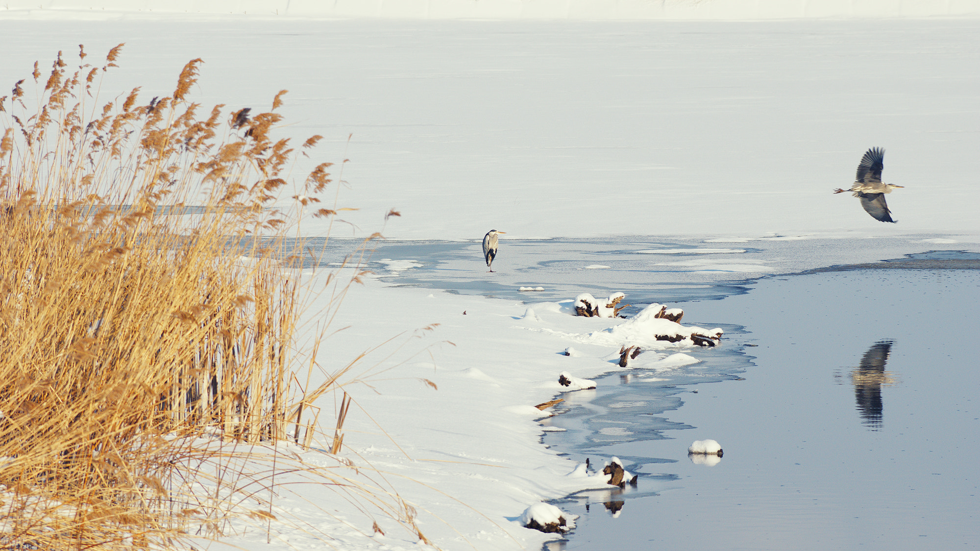 Pentax smc DA* 60-250mm F4.0 ED (IF) SDM sample photo. Grey herons photography
