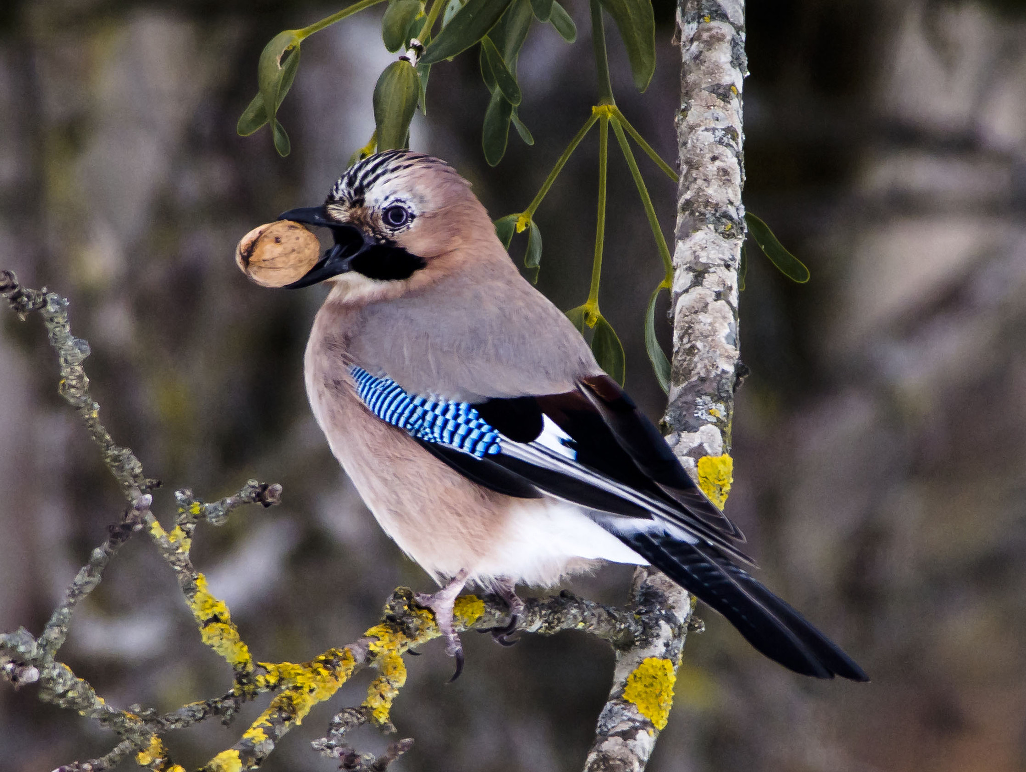 OLYMPUS 300mm Lens sample photo. Eurasian jay photography