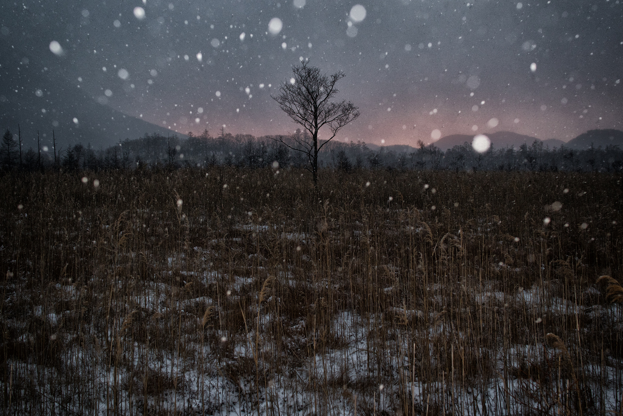 Sigma 30mm F1.4 EX DC HSM sample photo. Winter photography