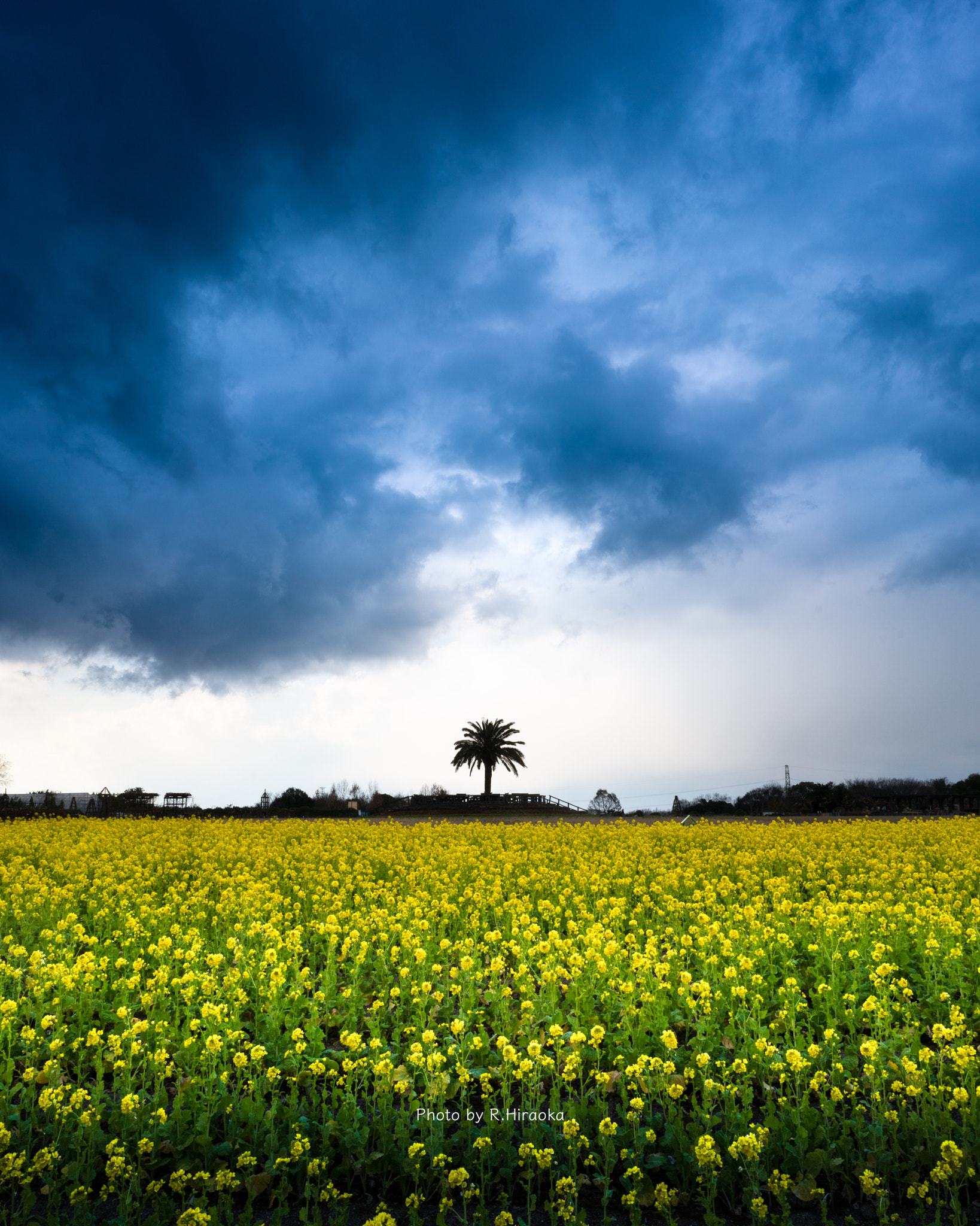 E 21mm F2.8 sample photo. Flower of canola photography