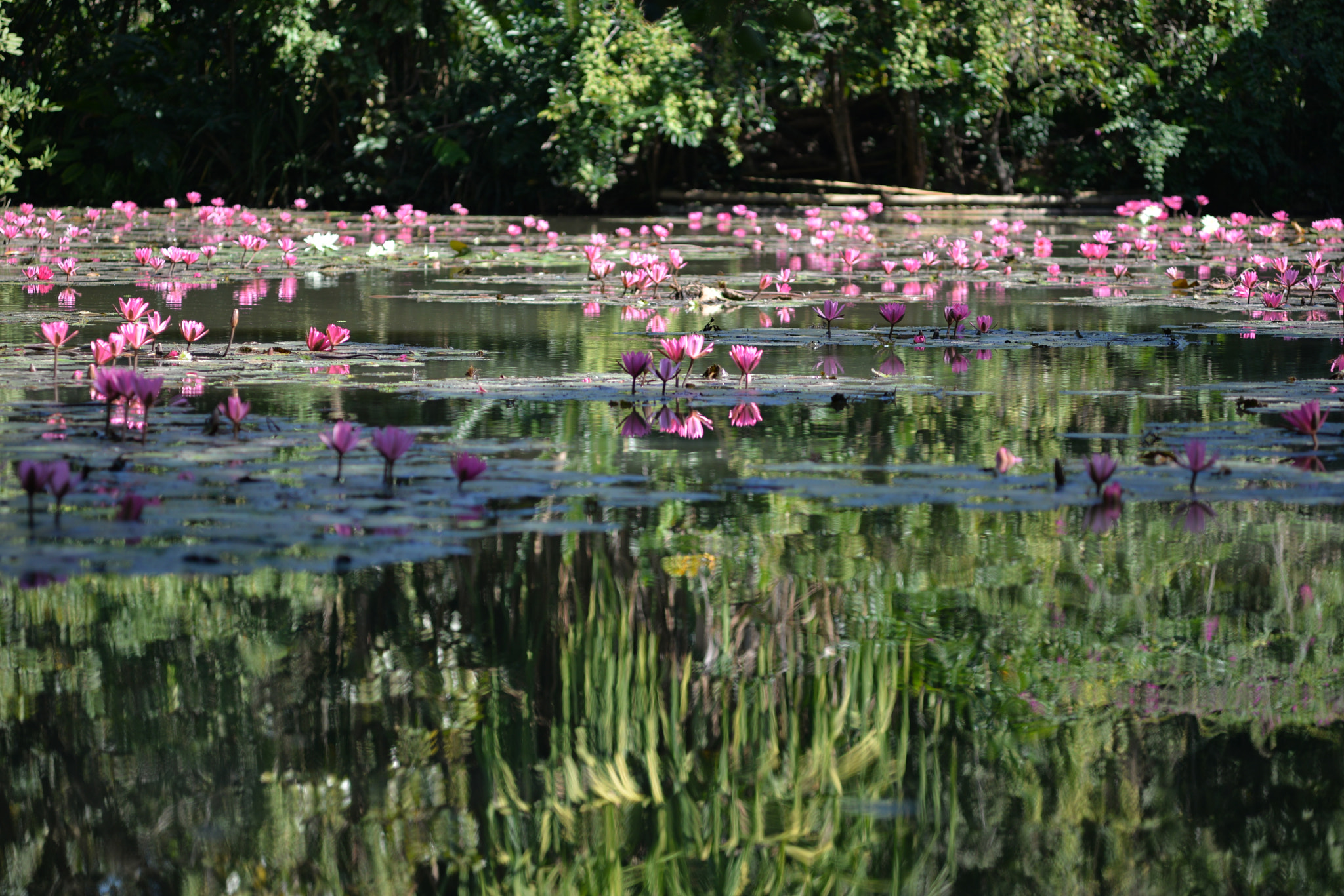 Manual Lens No CPU sample photo. With monet... photography