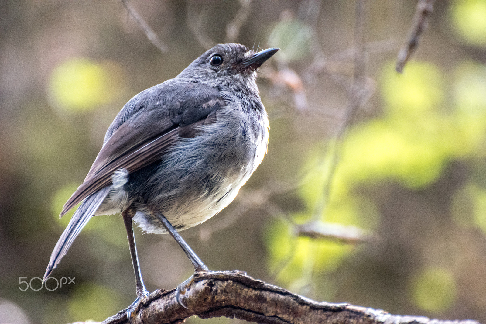 Nikon D5500 sample photo. South island robin from new zealand photography