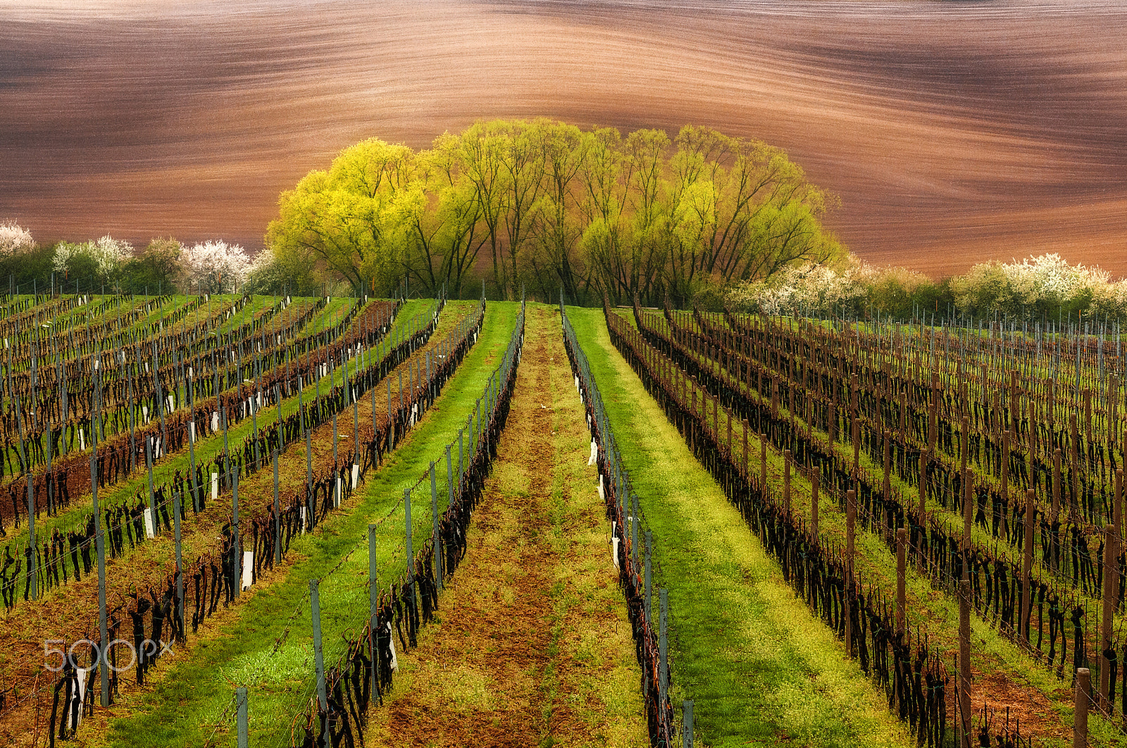 Nikon AF-S Nikkor 70-200mm F2.8G ED VR II sample photo. Moravia photography