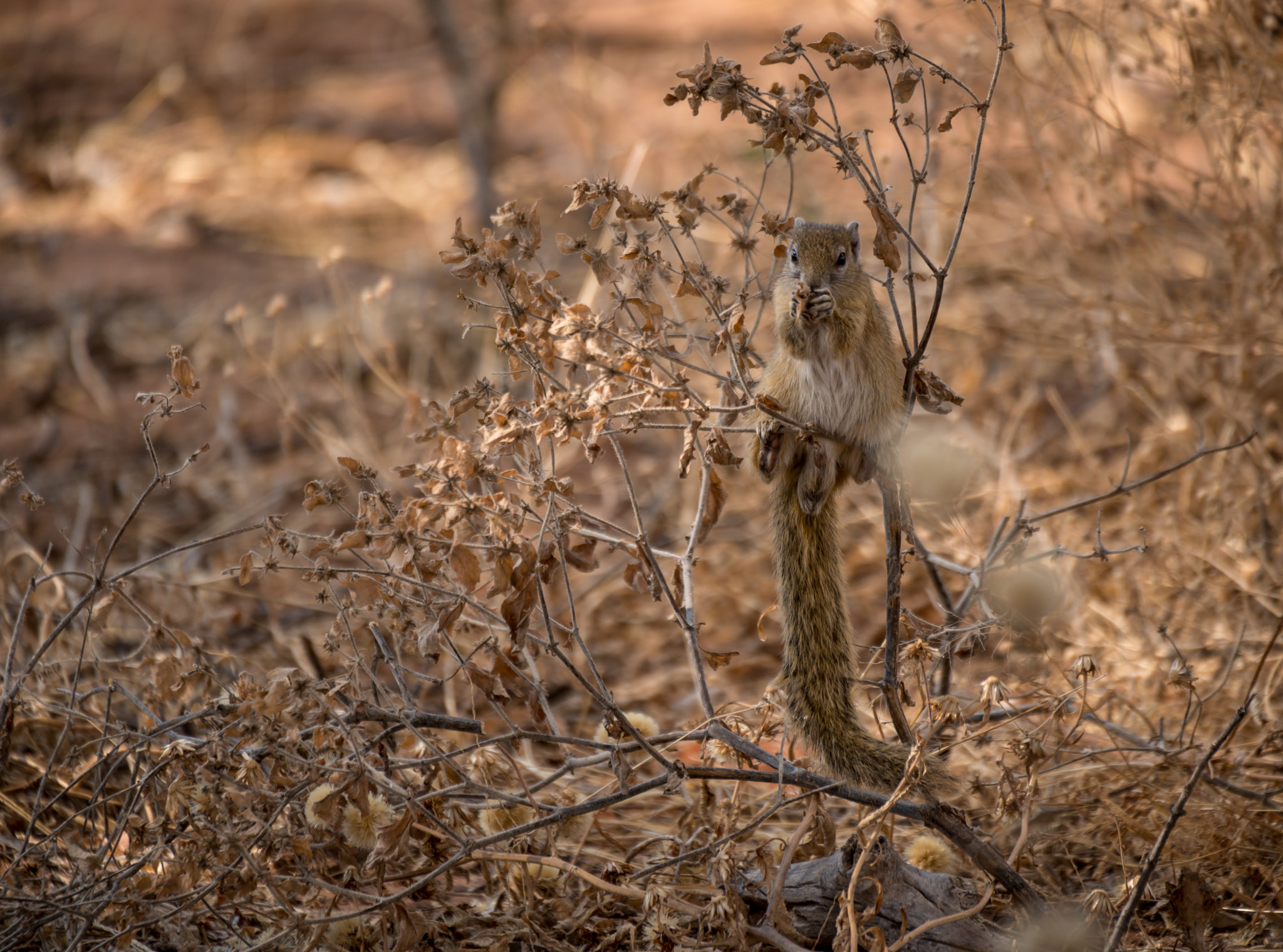 Sigma 50-500mm F4.5-6.3 DG OS HSM sample photo. Snack time photography