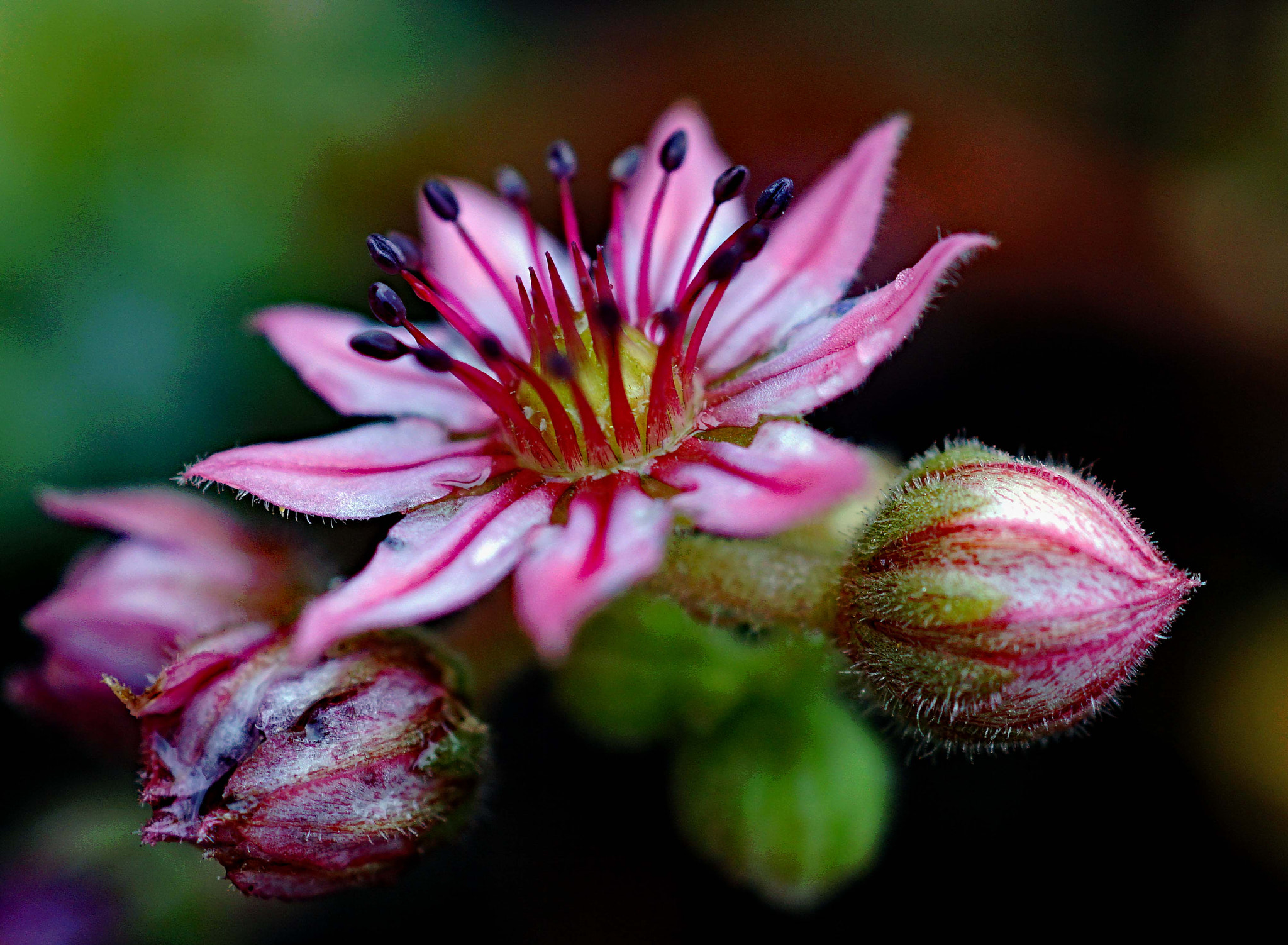 Sony DT 30mm F2.8 Macro SAM sample photo. So small and so beautiful! photography
