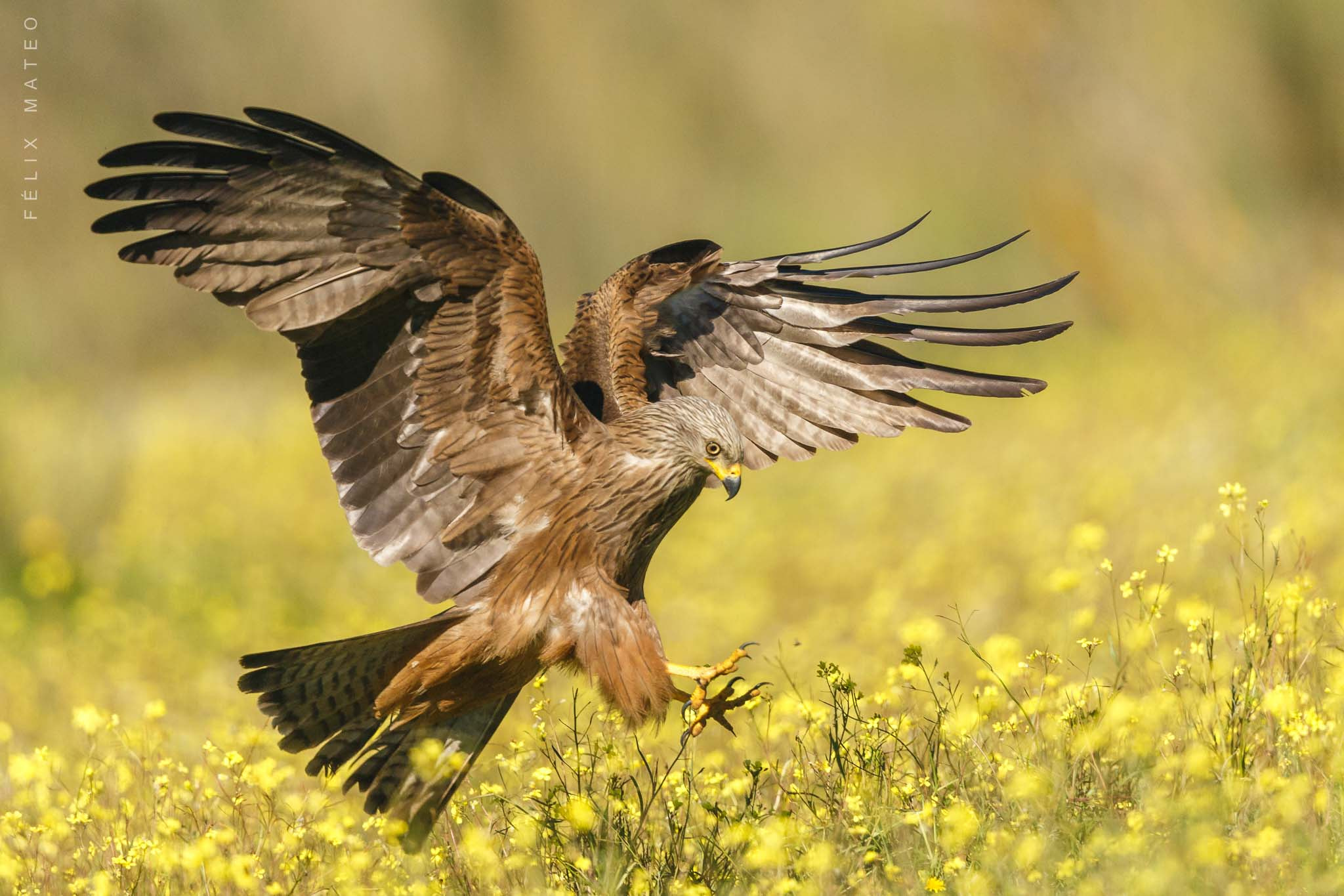 Canon EF 500mm F4L IS II USM sample photo. Milvus migrans photography