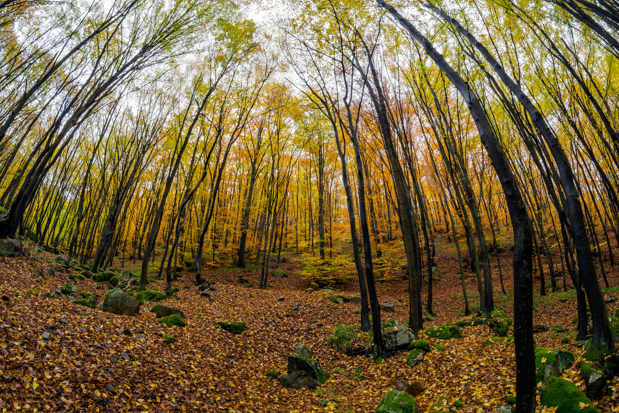 Samyang 8mm F3.5 Aspherical IF MC Fisheye sample photo. Autumn photography