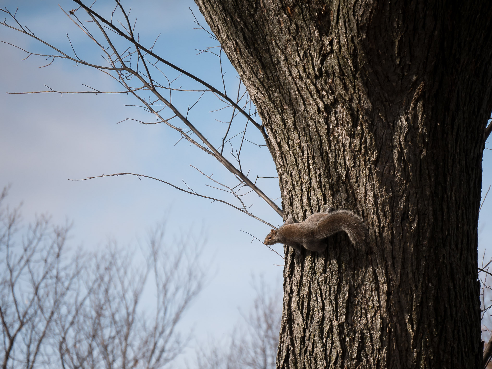 Panasonic Lumix DMC-GX85 (Lumix DMC-GX80 / Lumix DMC-GX7 Mark II) sample photo. Usa 2016 photography