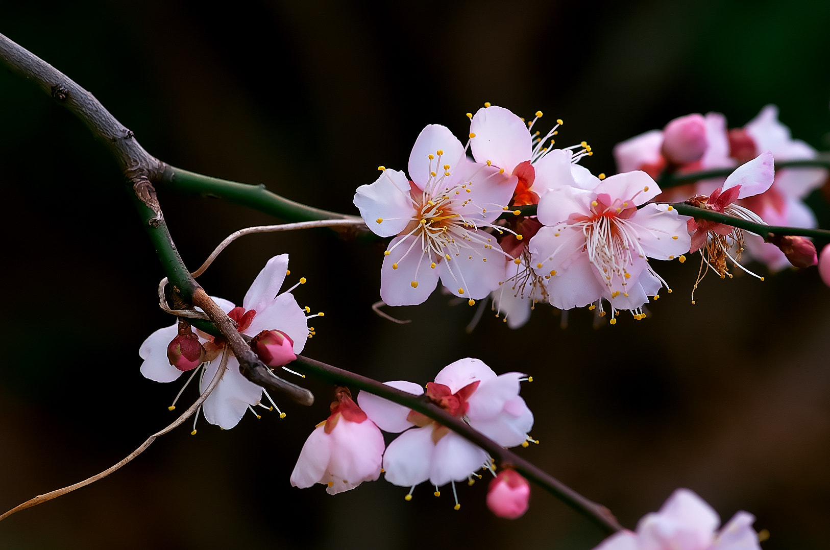 Pentax K-50 + Pentax smc D-FA 100mm F2.8 Macro WR sample photo. Plum photography