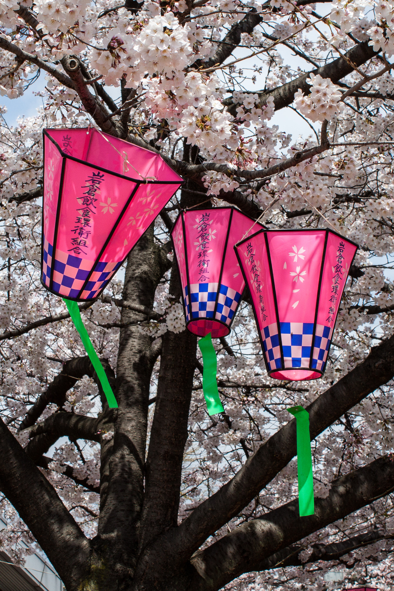 Canon EOS 500D (EOS Rebel T1i / EOS Kiss X3) sample photo. Lanterns and cherry blossoms photography