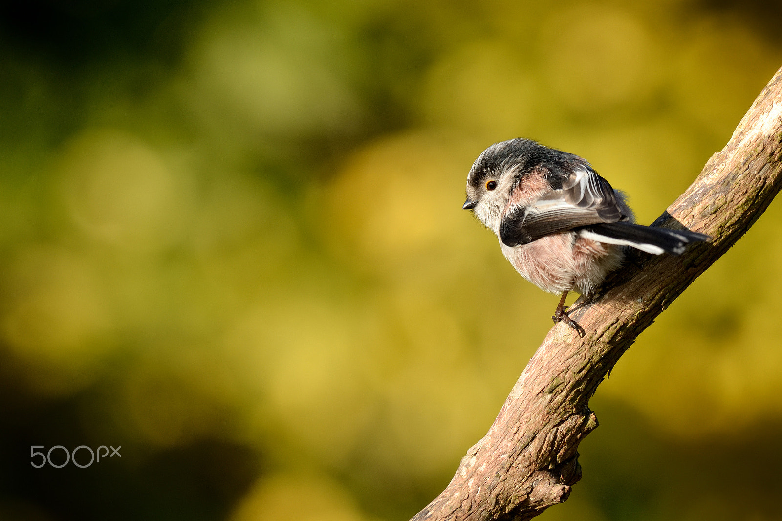 Nikon AF-S Nikkor 200-500mm F5.6E ED VR sample photo. Long tailed tit photography