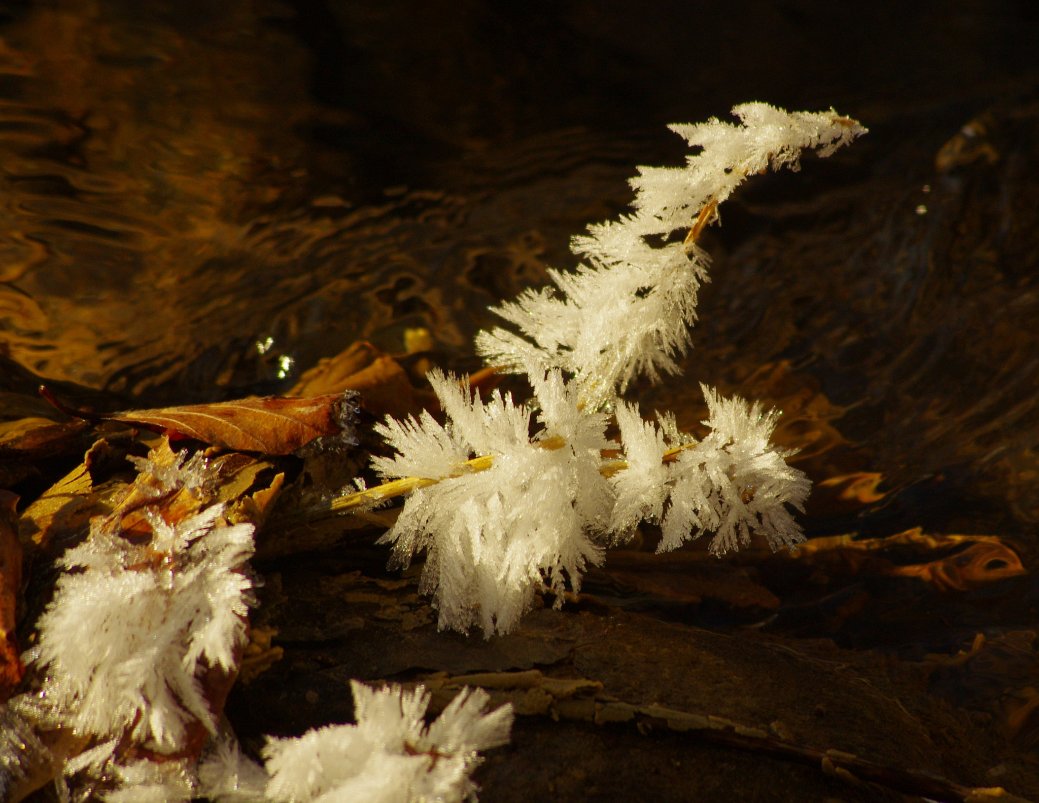 Pentax K-5 sample photo. An artful work of the previous frosty night photography