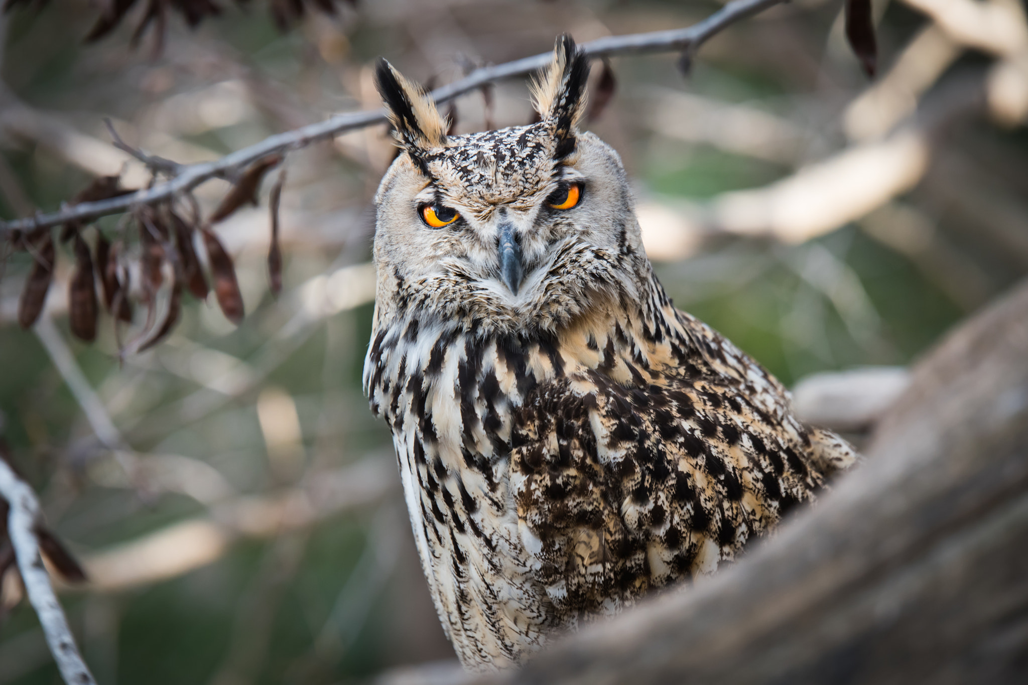Tamron SP 70-200mm F2.8 Di VC USD sample photo. Eurasian eagle-owl (bubo bubo) photography