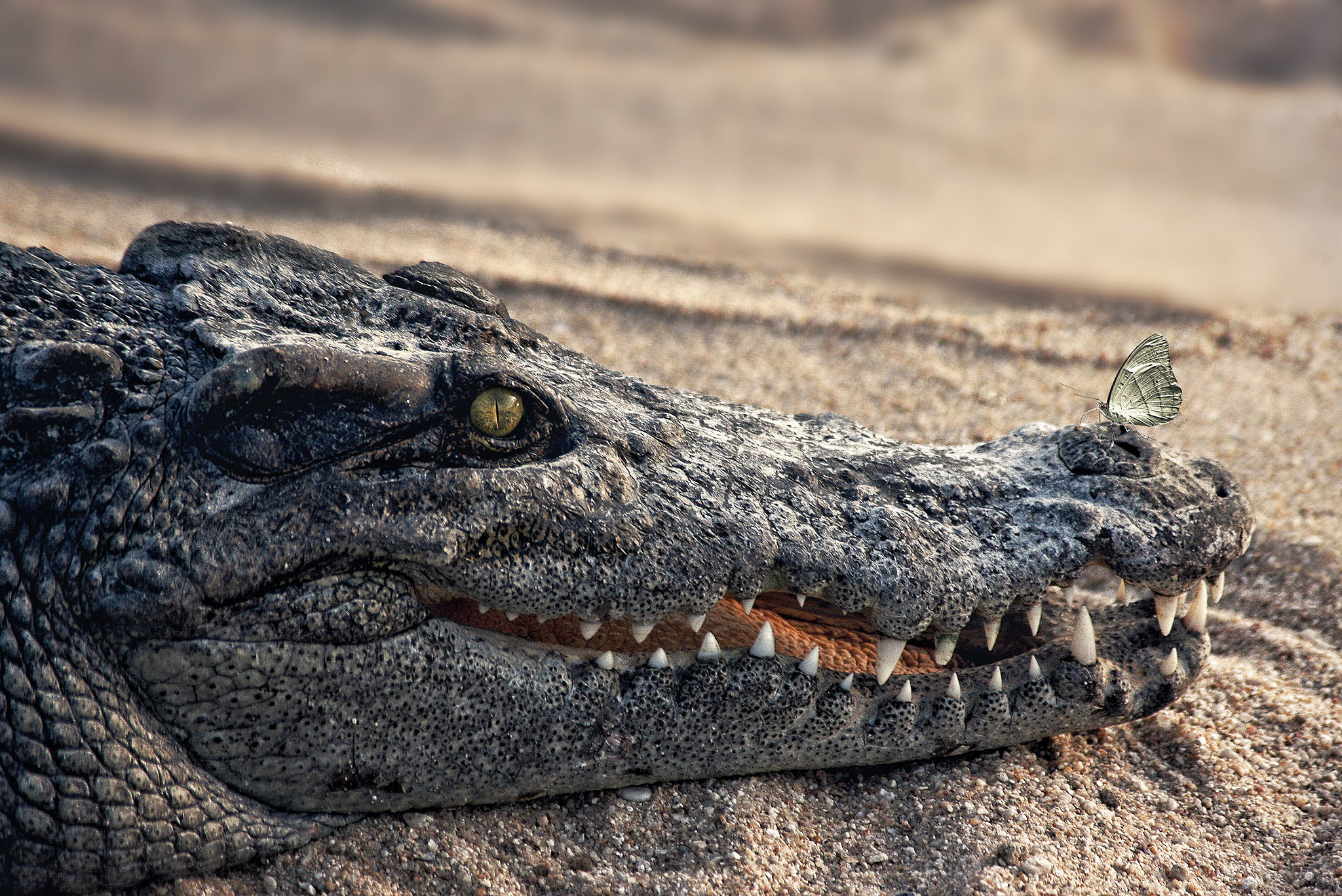 Canon EOS 40D + Canon EF 100-300mm f/5.6 sample photo. Be ironic sometimes... photography