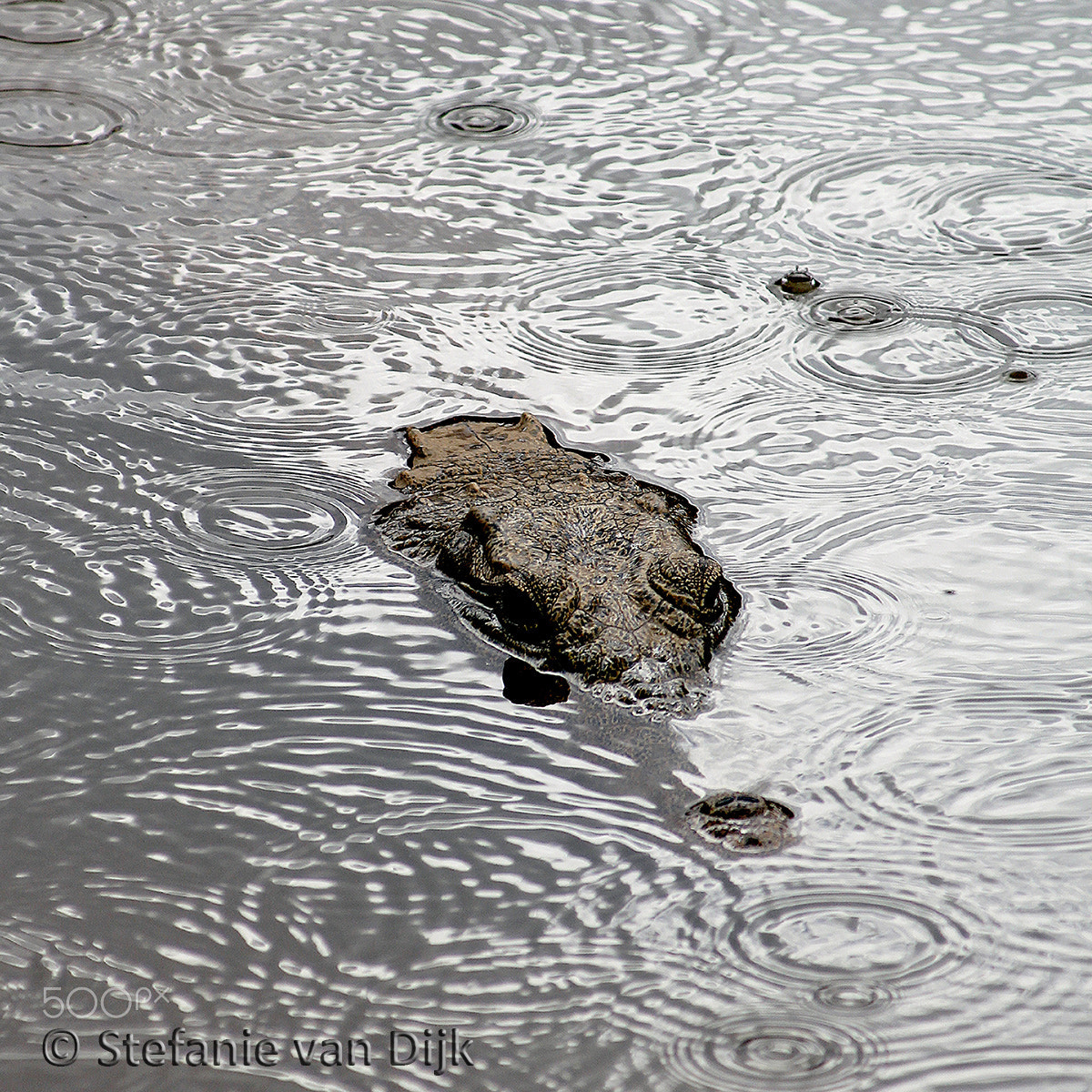 Canon EOS 60D + EF80-200mm f/4.5-5.6 sample photo. Croc in the rain photography