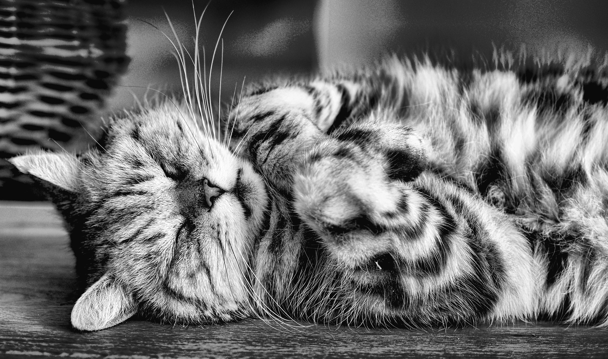 Olympus PEN-F sample photo. Sleeping cat photography