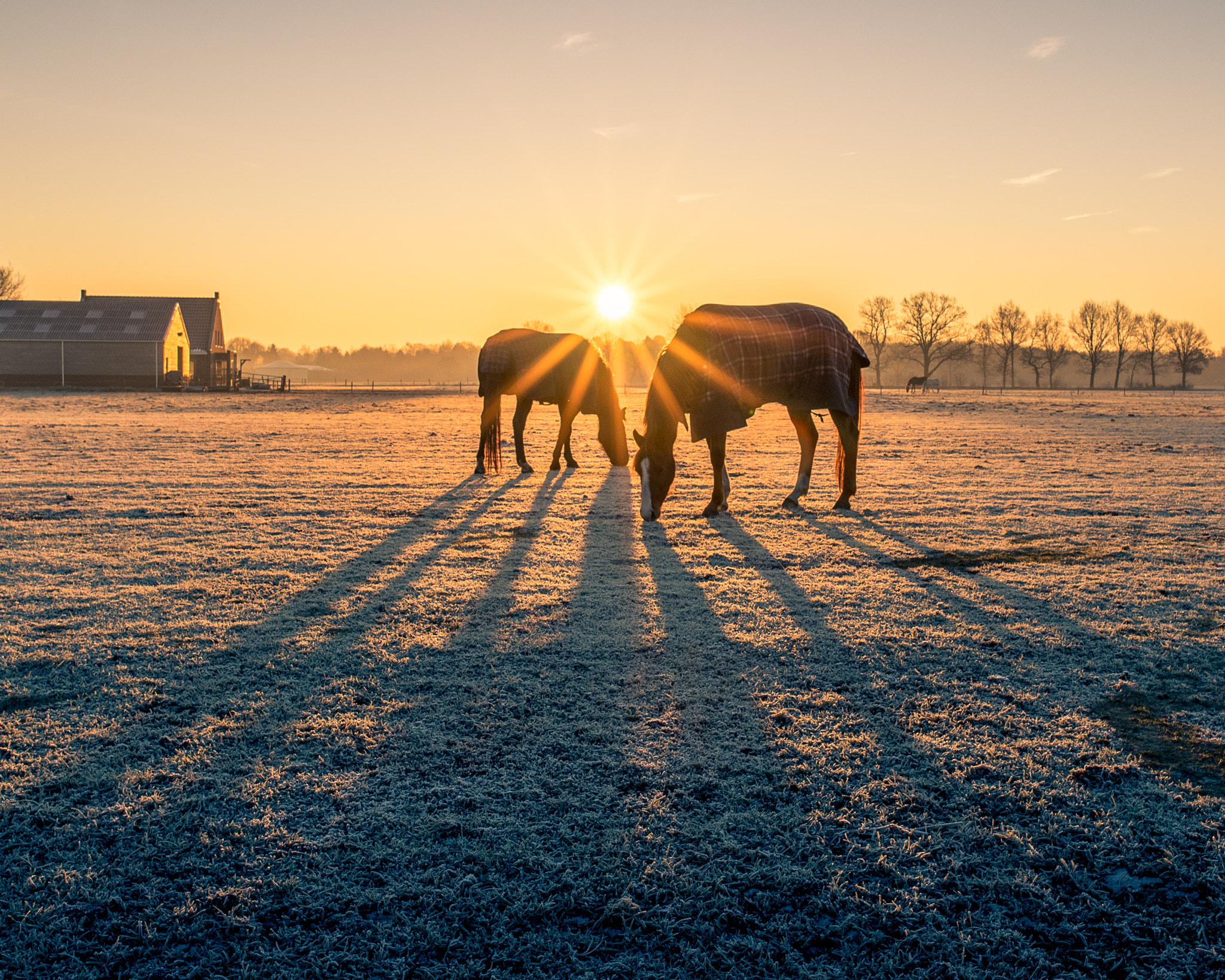 Nikon AF-S Nikkor 24mm F1.8G ED sample photo. Horses photography