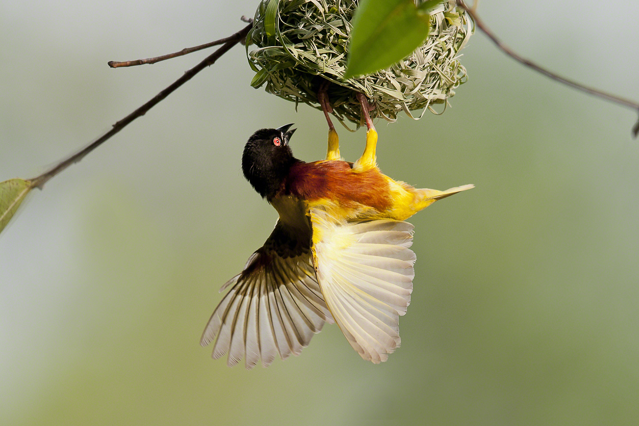 Nikon AF-S Nikkor 400mm F2.8G ED VR II sample photo. Golden backed weaver photography