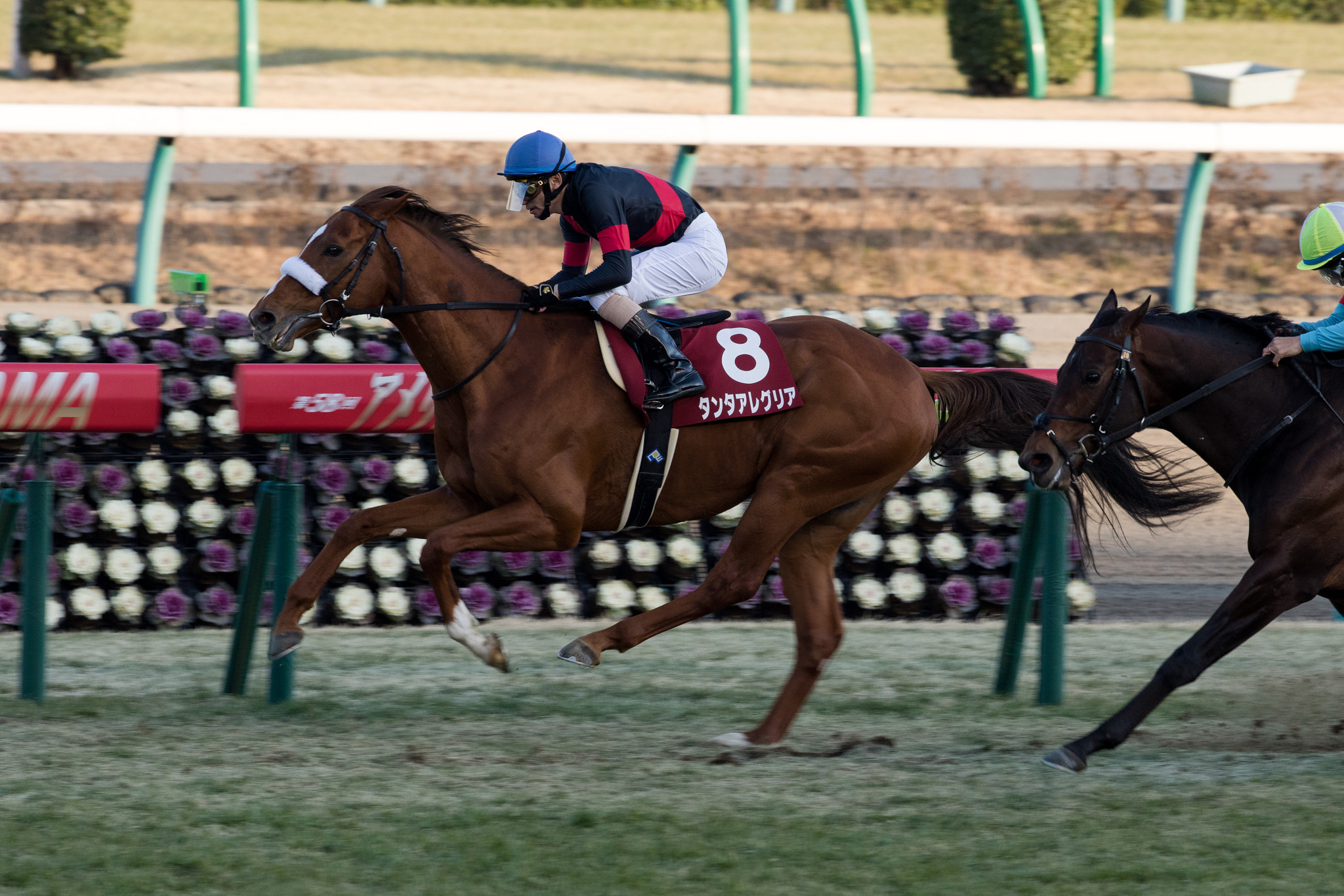 Canon EF 300mm F2.8L IS II USM sample photo. America jockey's club cup photography