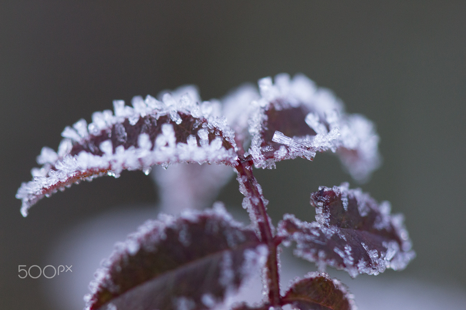Canon EF 100mm F2.8 Macro USM sample photo. Iced leaves photography