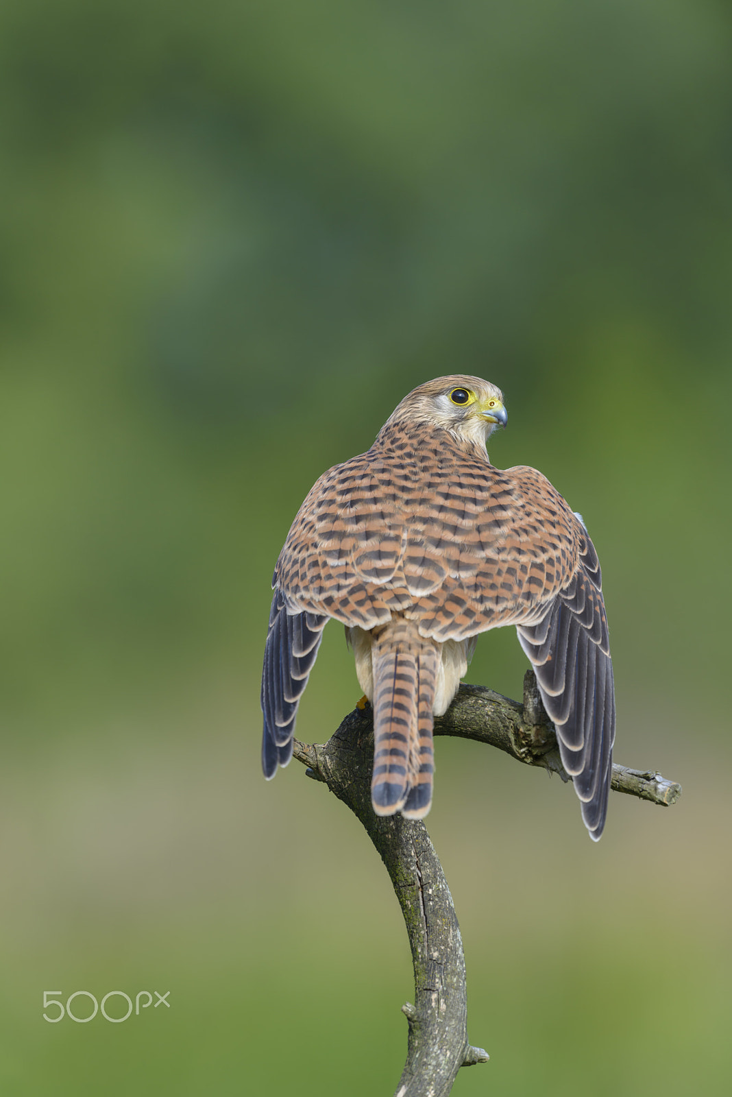 Nikon AF-S Nikkor 500mm F4G ED VR sample photo. Turmfalke, falco tinnunculus, common kestrel photography