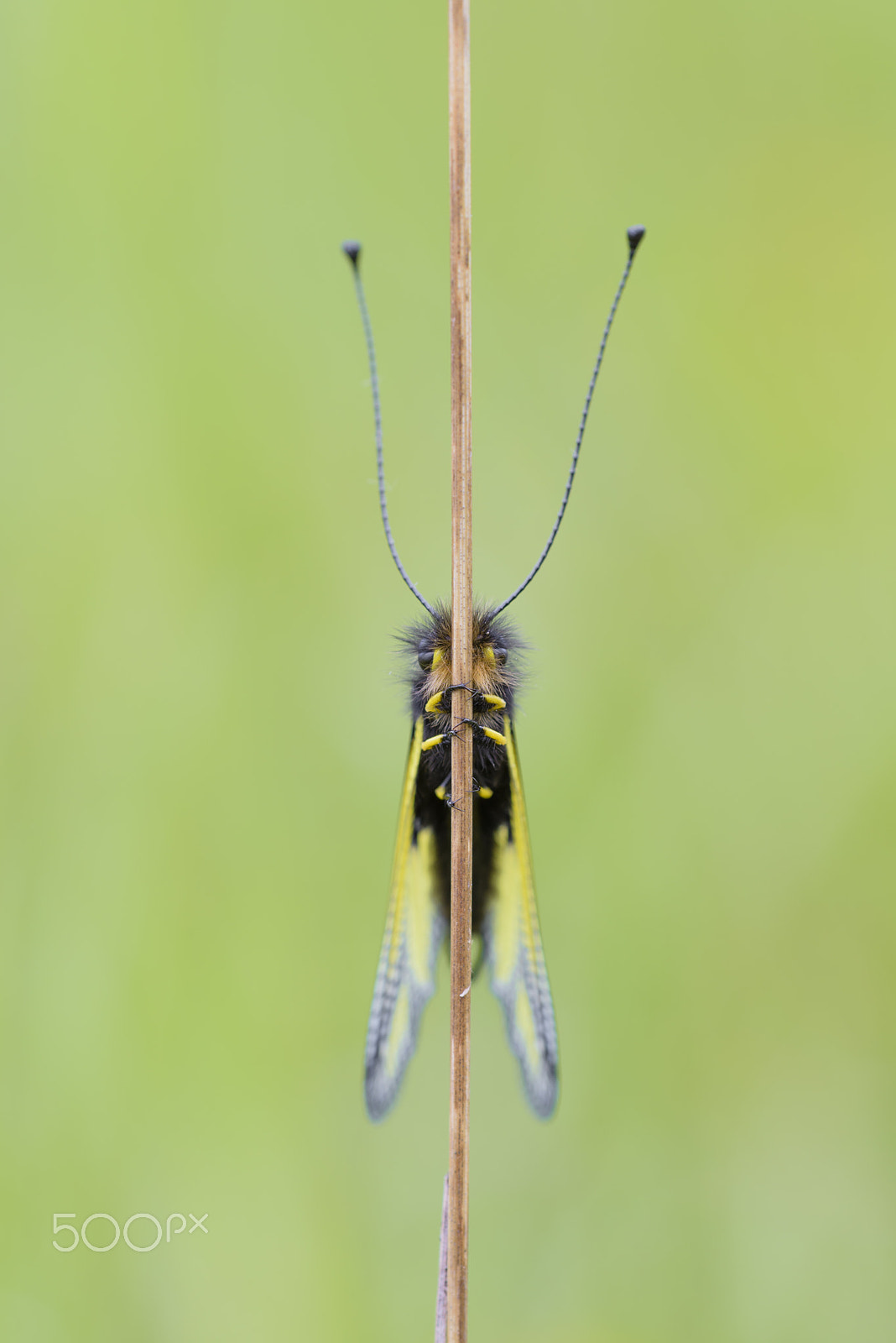Nikon D810 sample photo. Libellen schmetterlingshaft, libelloides coccajus, owlfly sulfur photography