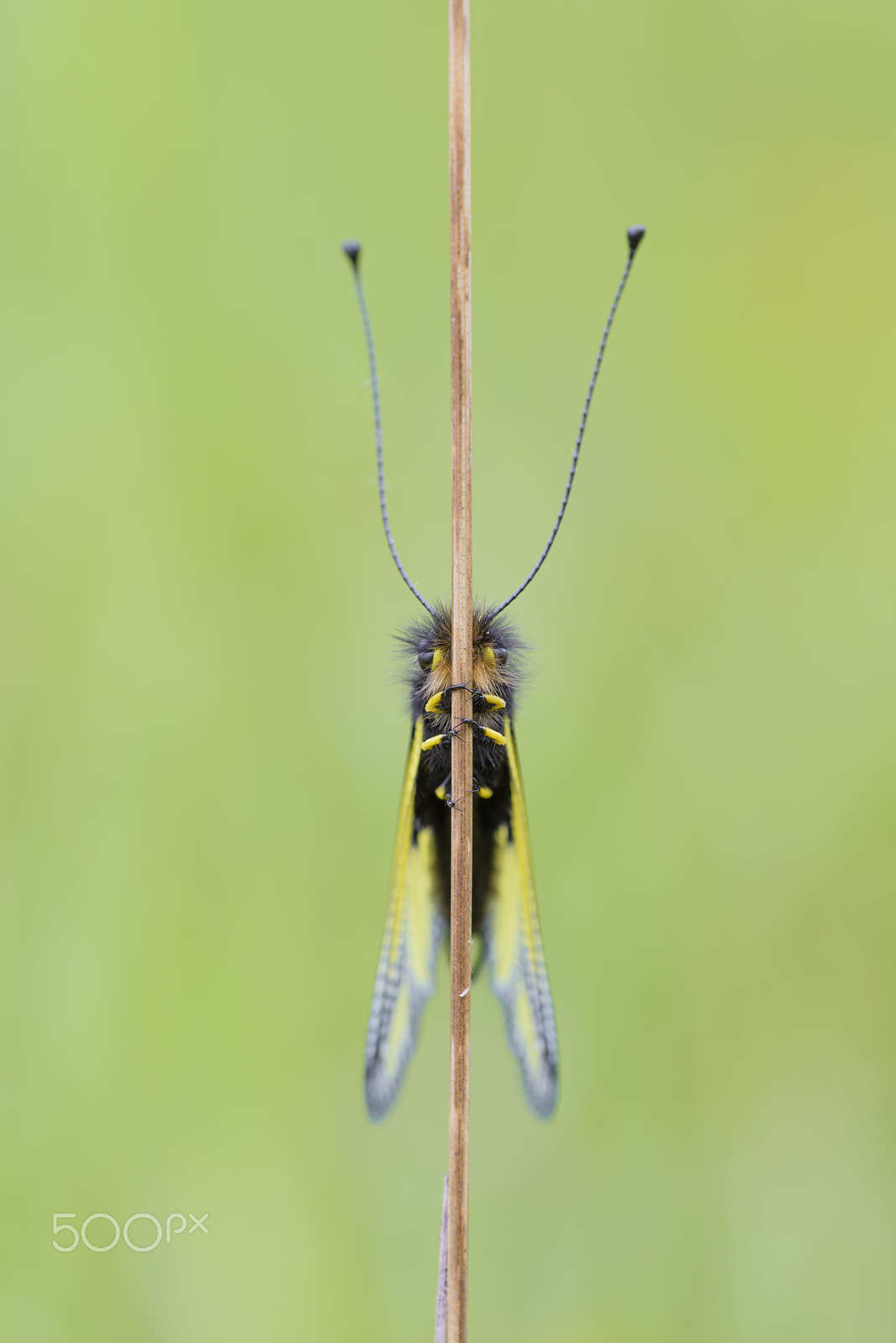 Sigma 150mm F2.8 EX DG OS Macro HSM sample photo. Libellen schmetterlingshaft, libelloides coccajus, owlfly sulfur photography