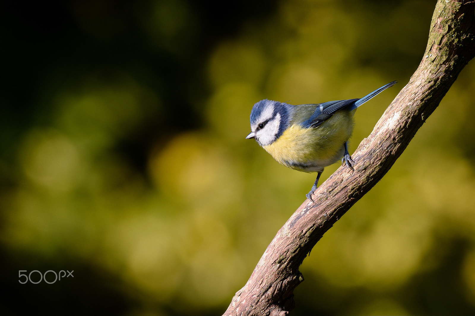 Nikon AF-S Nikkor 200-500mm F5.6E ED VR sample photo. Blue tit photography