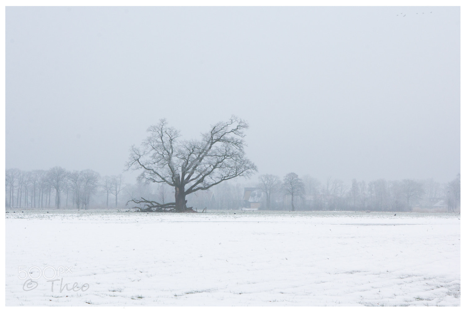 Canon EOS 60D sample photo. The old    oak photography