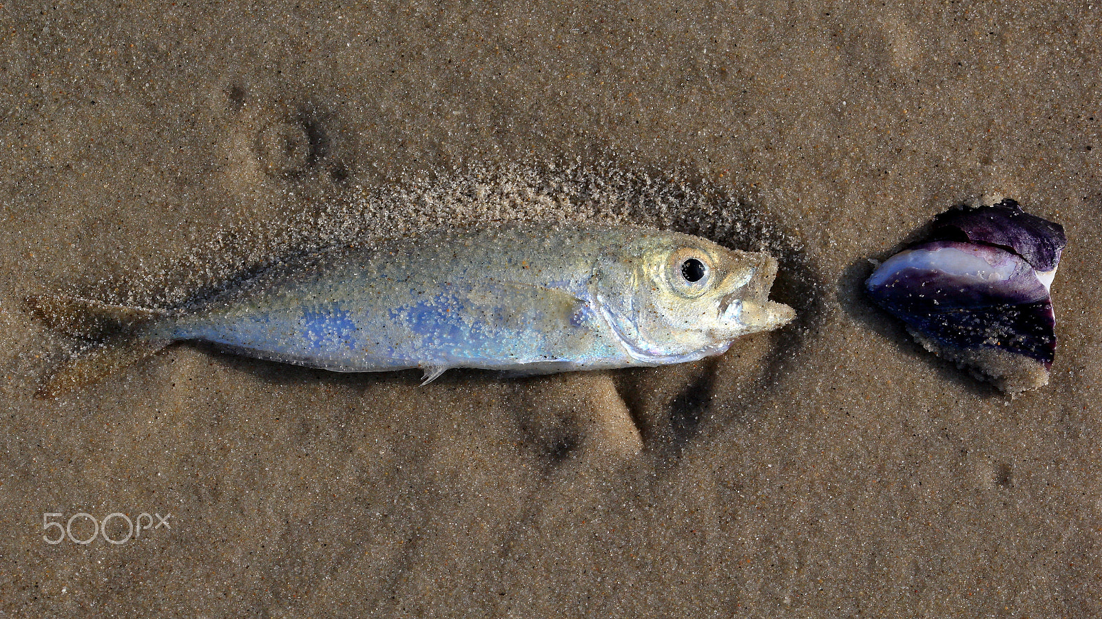 Sigma 105mm F2.8 EX DG OS HSM sample photo. Fish 'n' shell photography